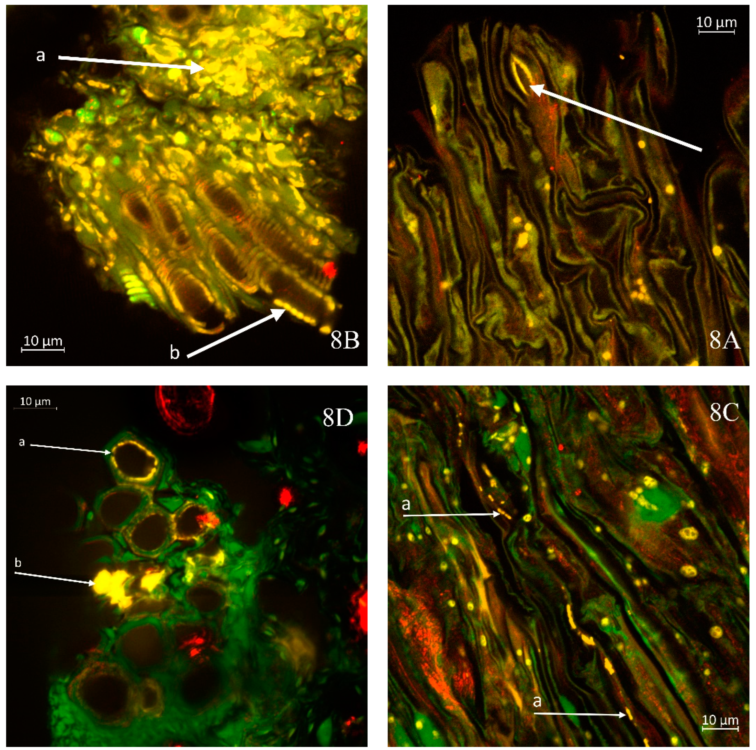 Preprints 140781 g008a