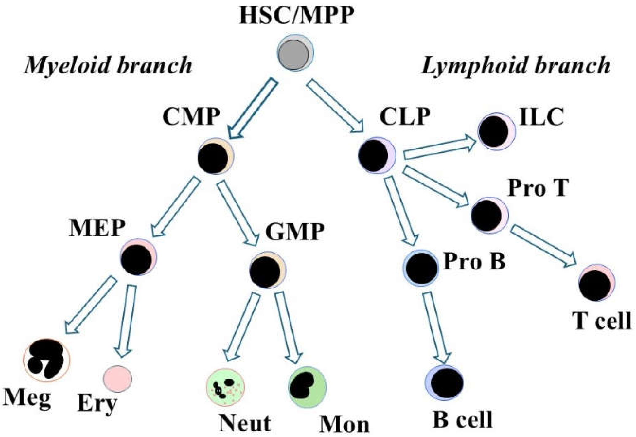 Preprints 150628 g002