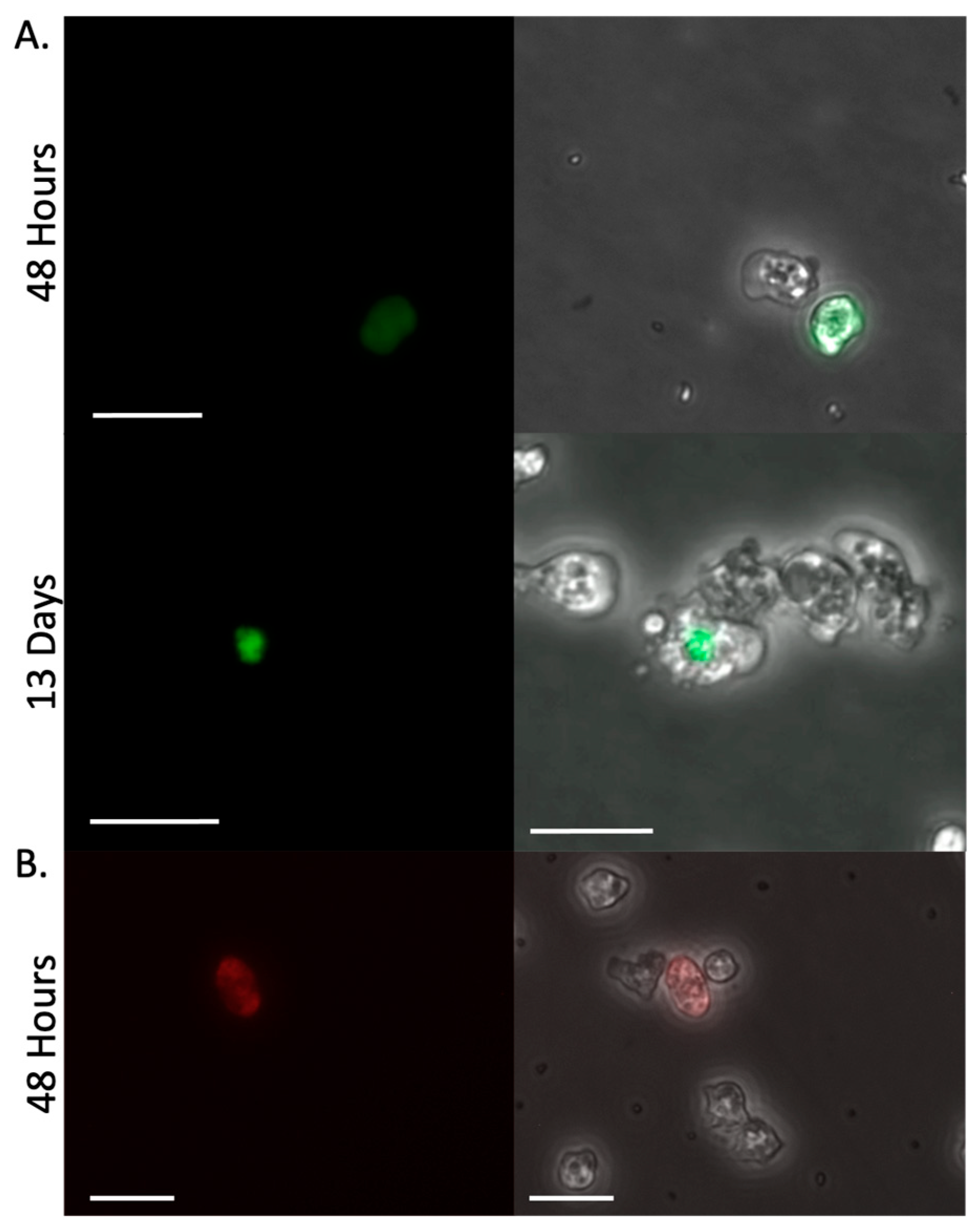 Preprints 188801 g003