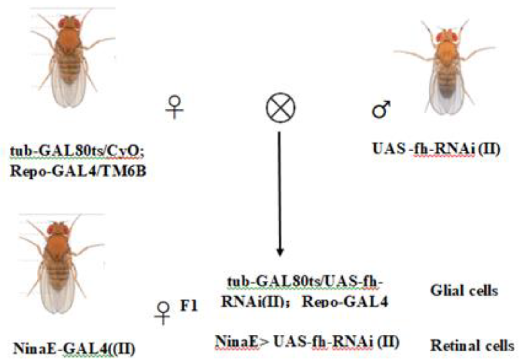 Preprints 196037 g001