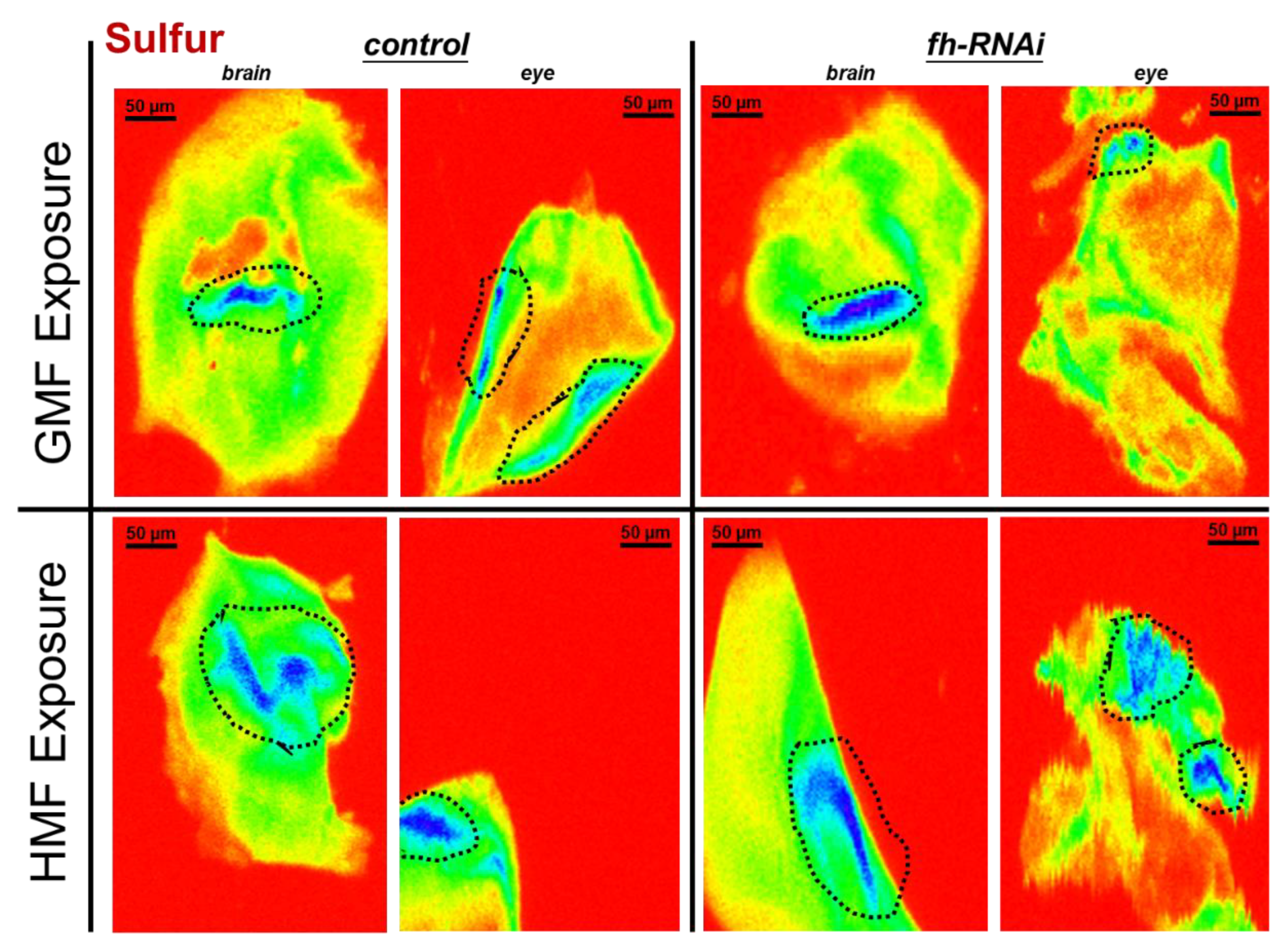 Preprints 196037 g005