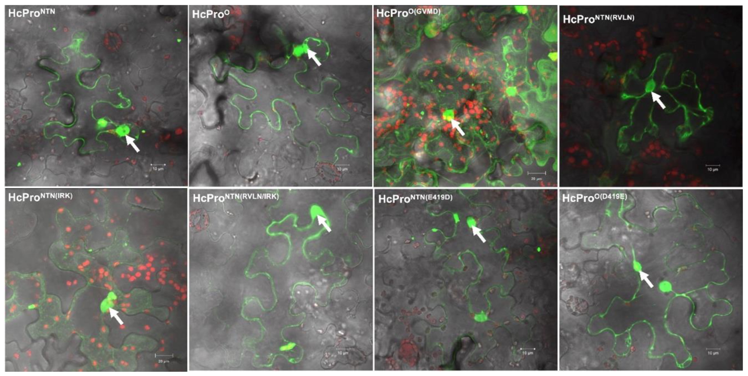 Preprints 186253 g005