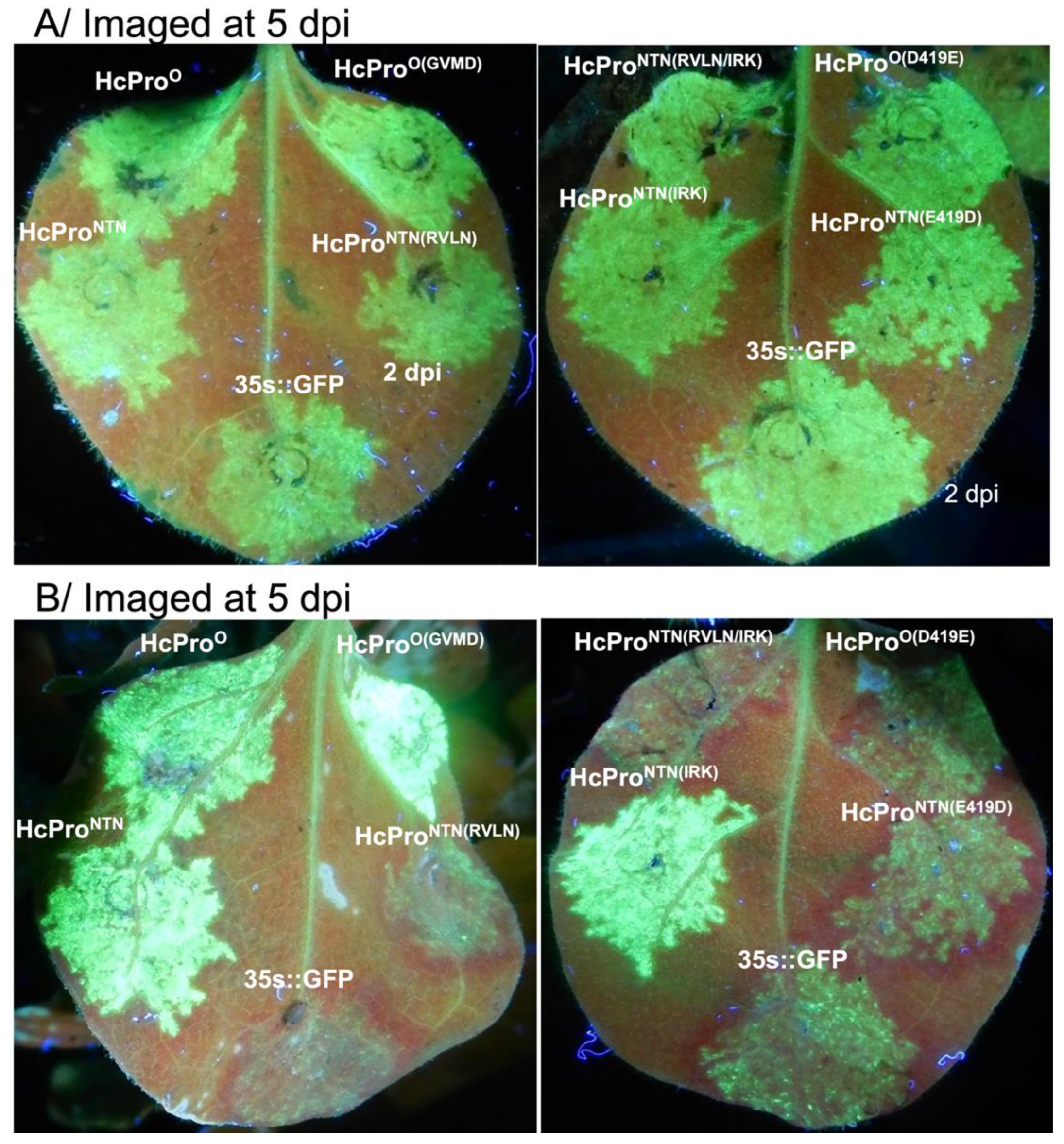 Preprints 186253 g006