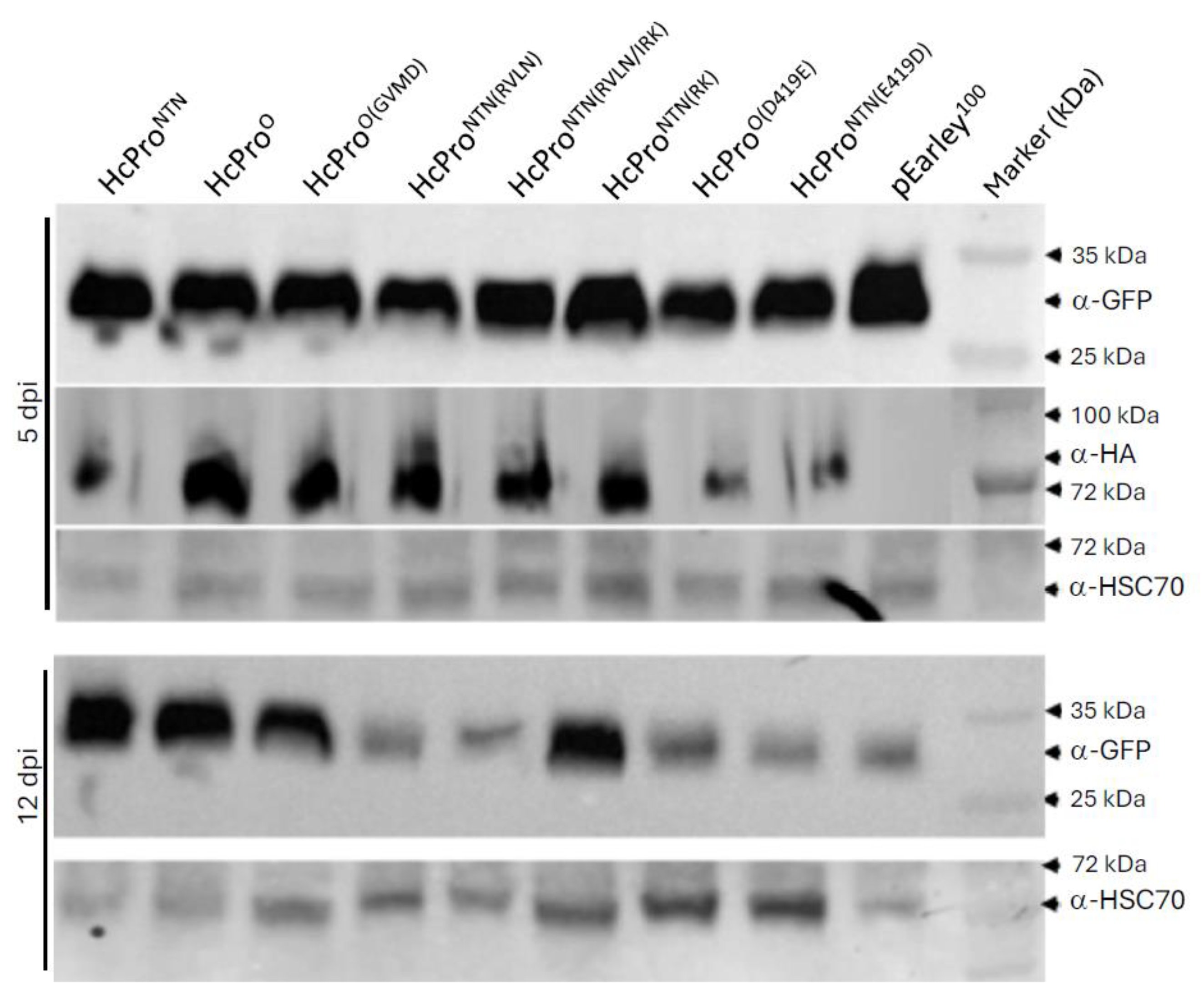 Preprints 186253 g007