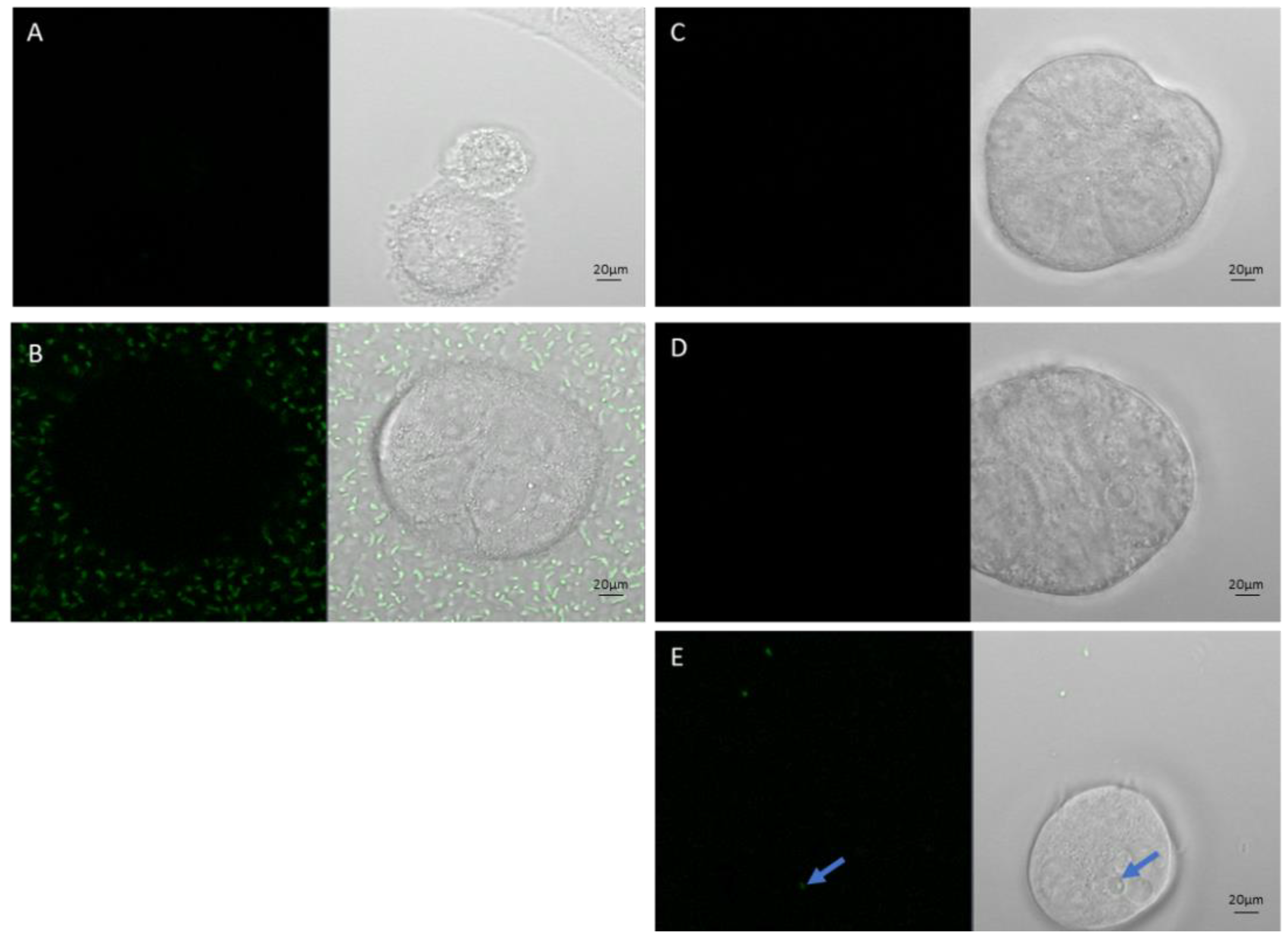 Preprints 153698 g002