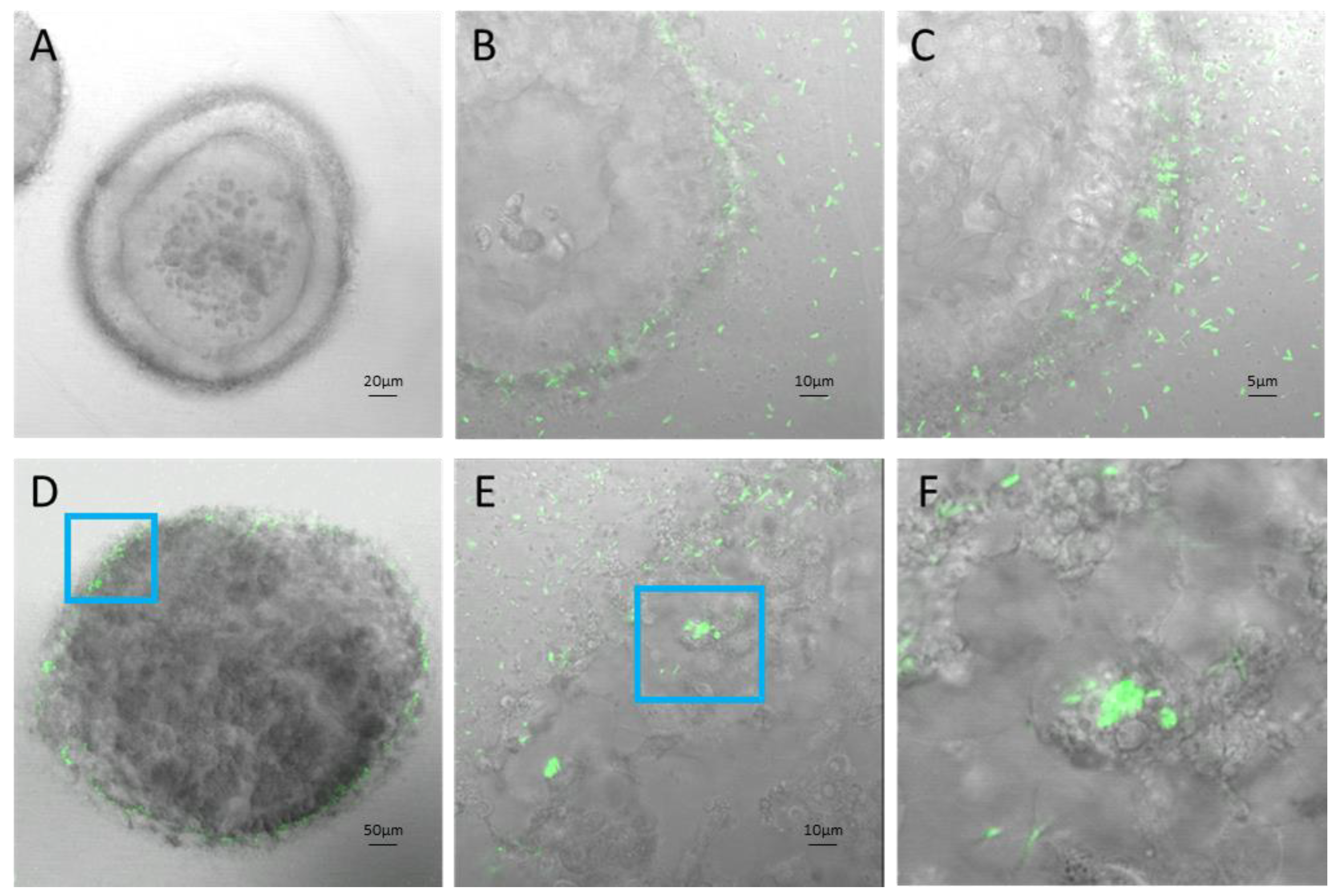 Preprints 153698 g005
