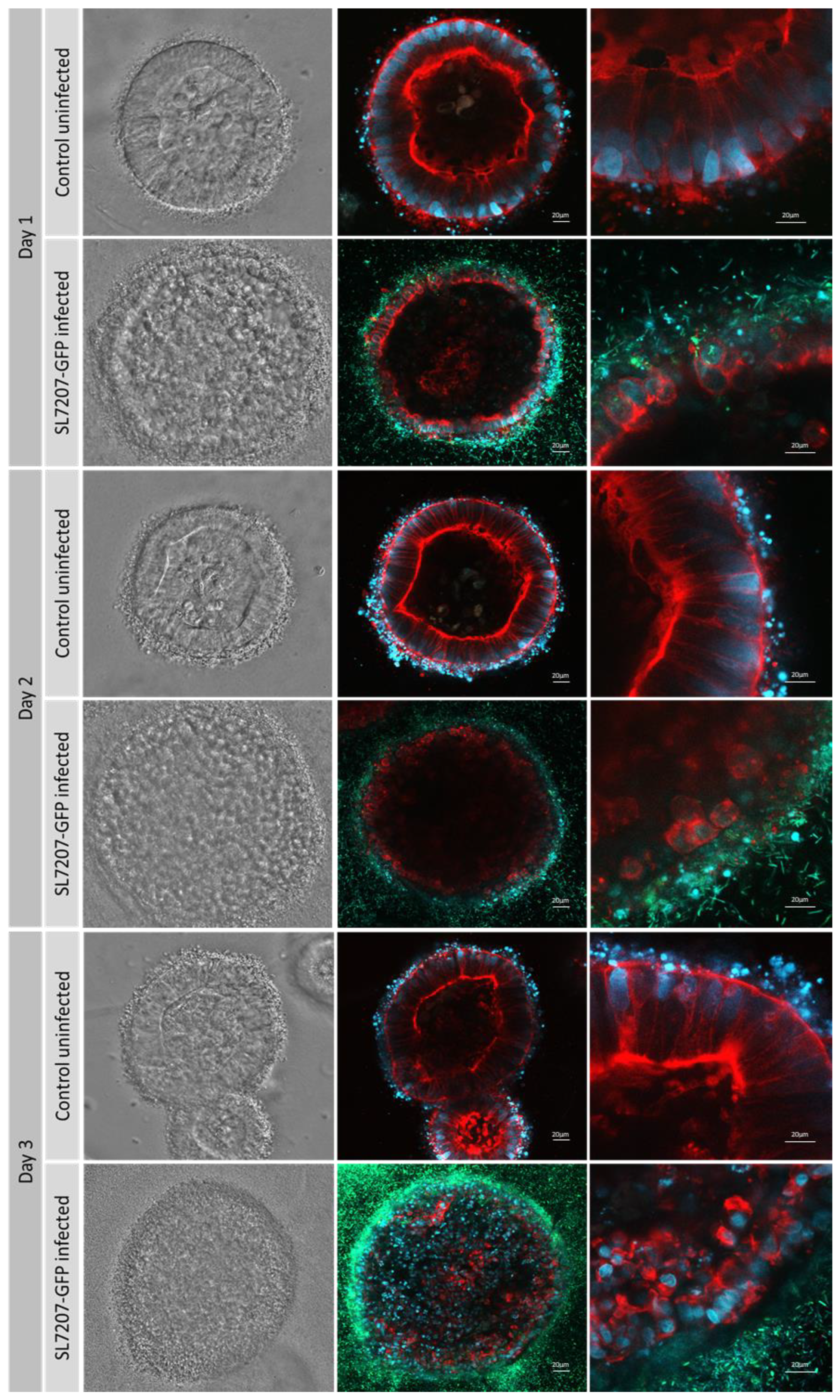 Preprints 153698 g006