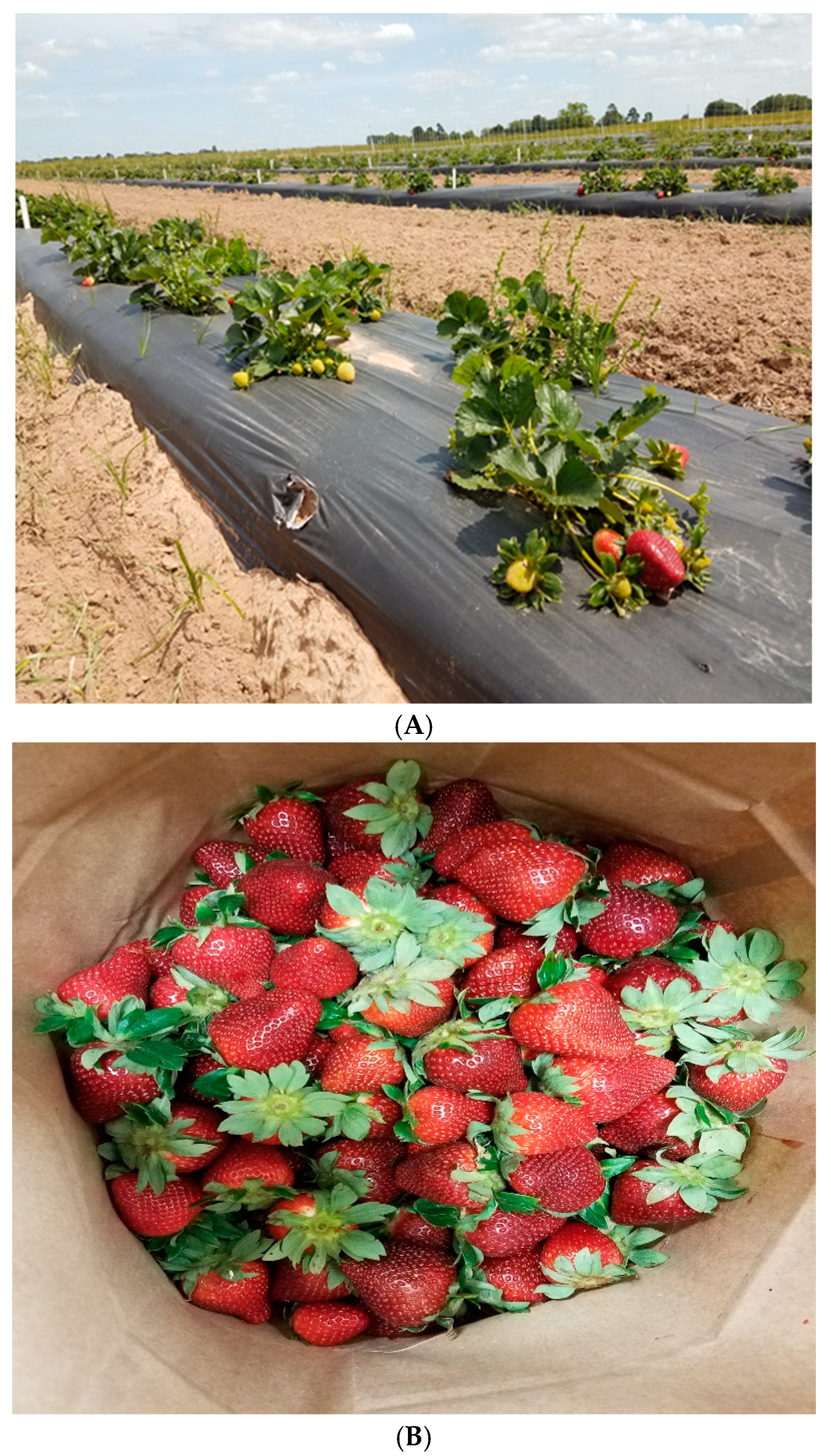 Preprints 153061 g001