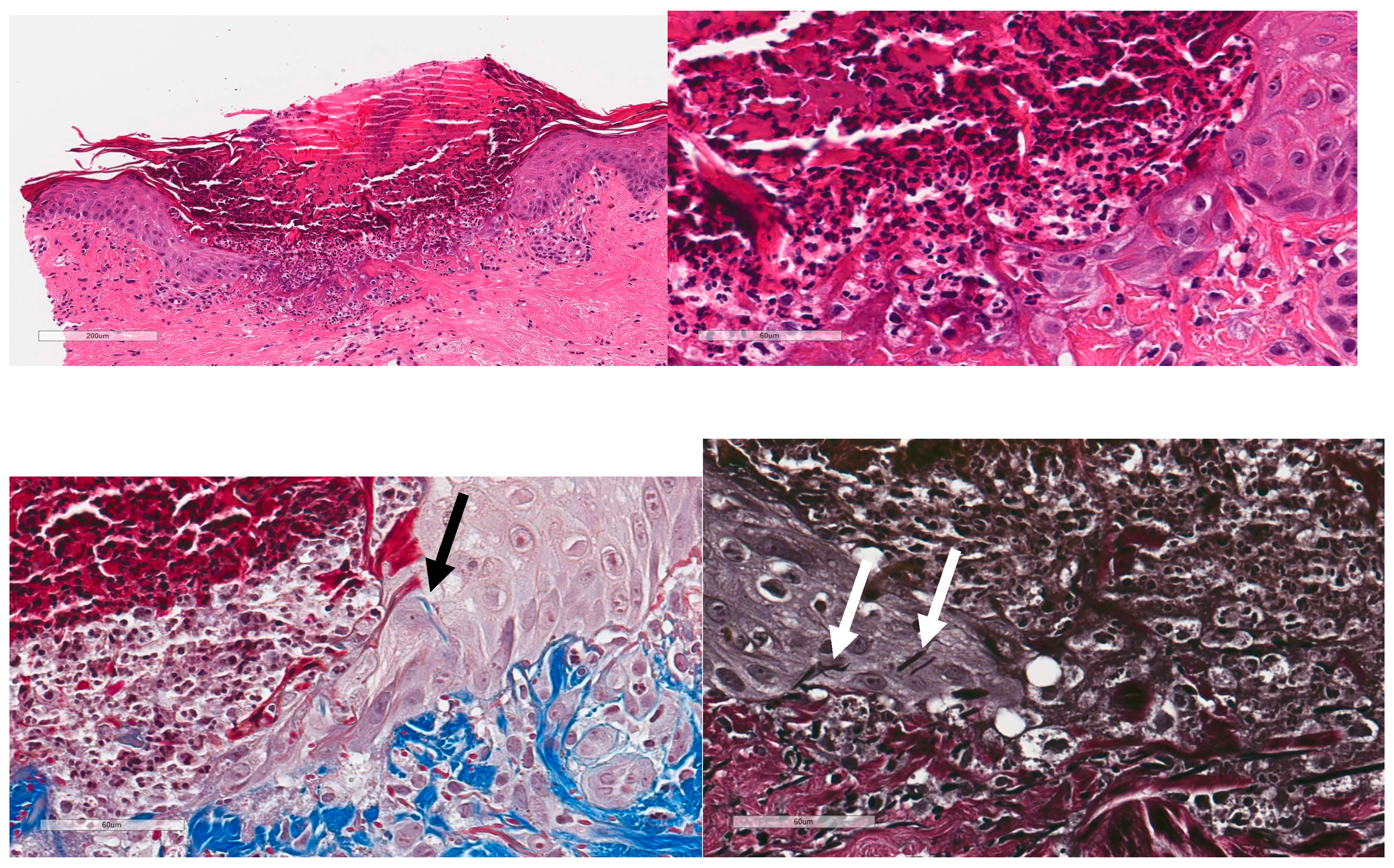 Preprints 74664 g0a1