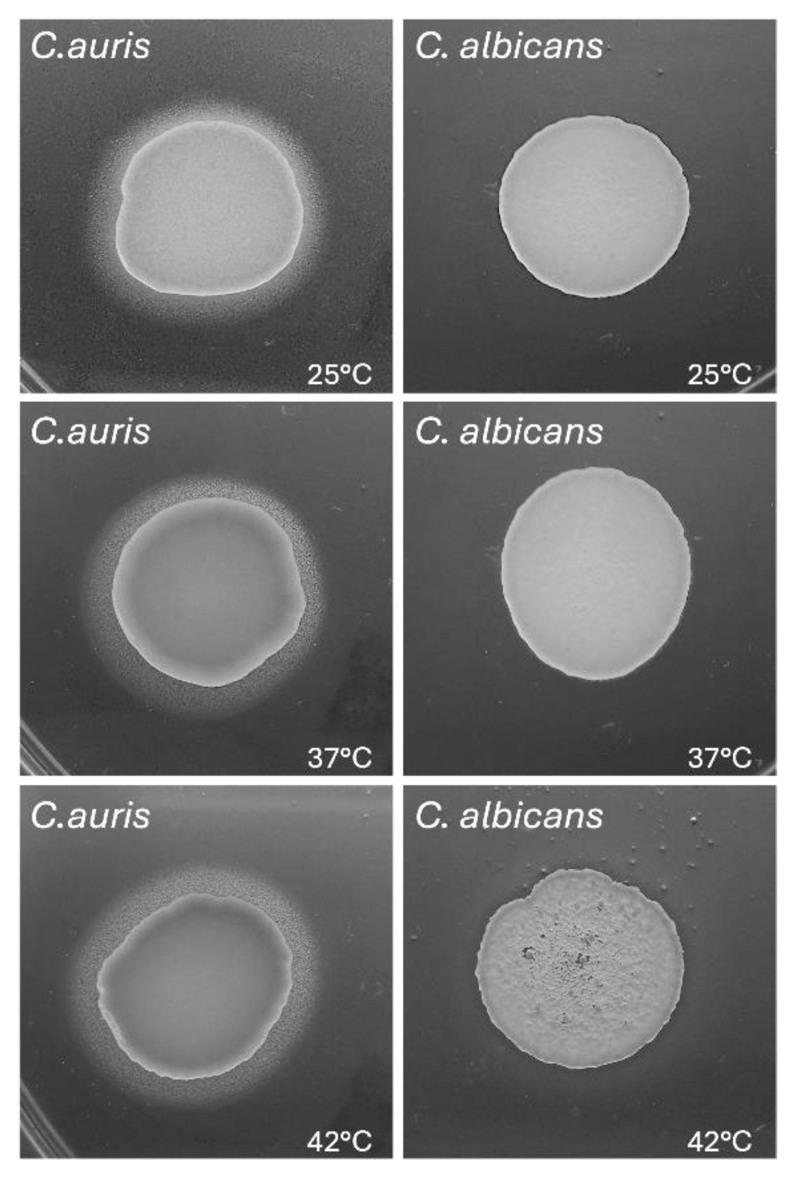 Preprints 168704 g004