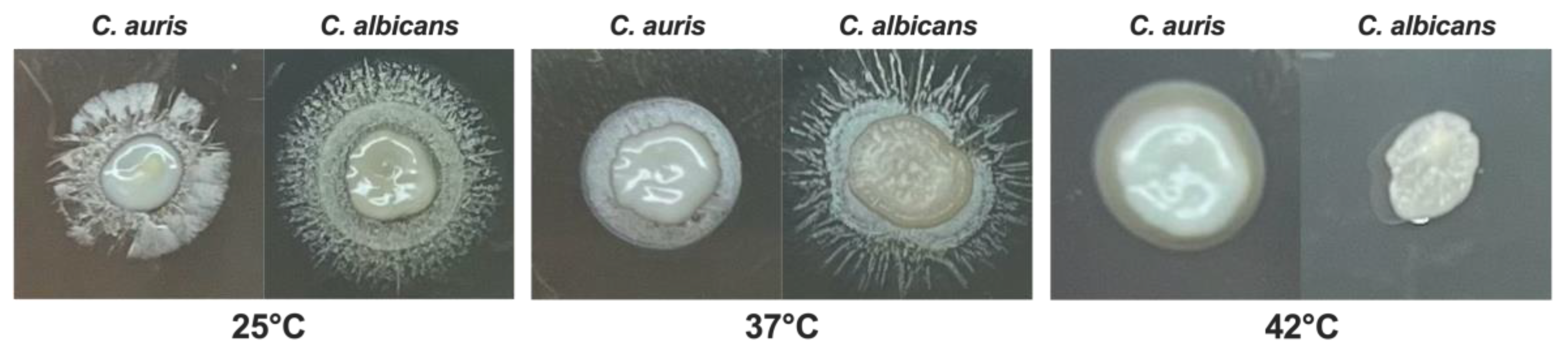 Preprints 168704 g005