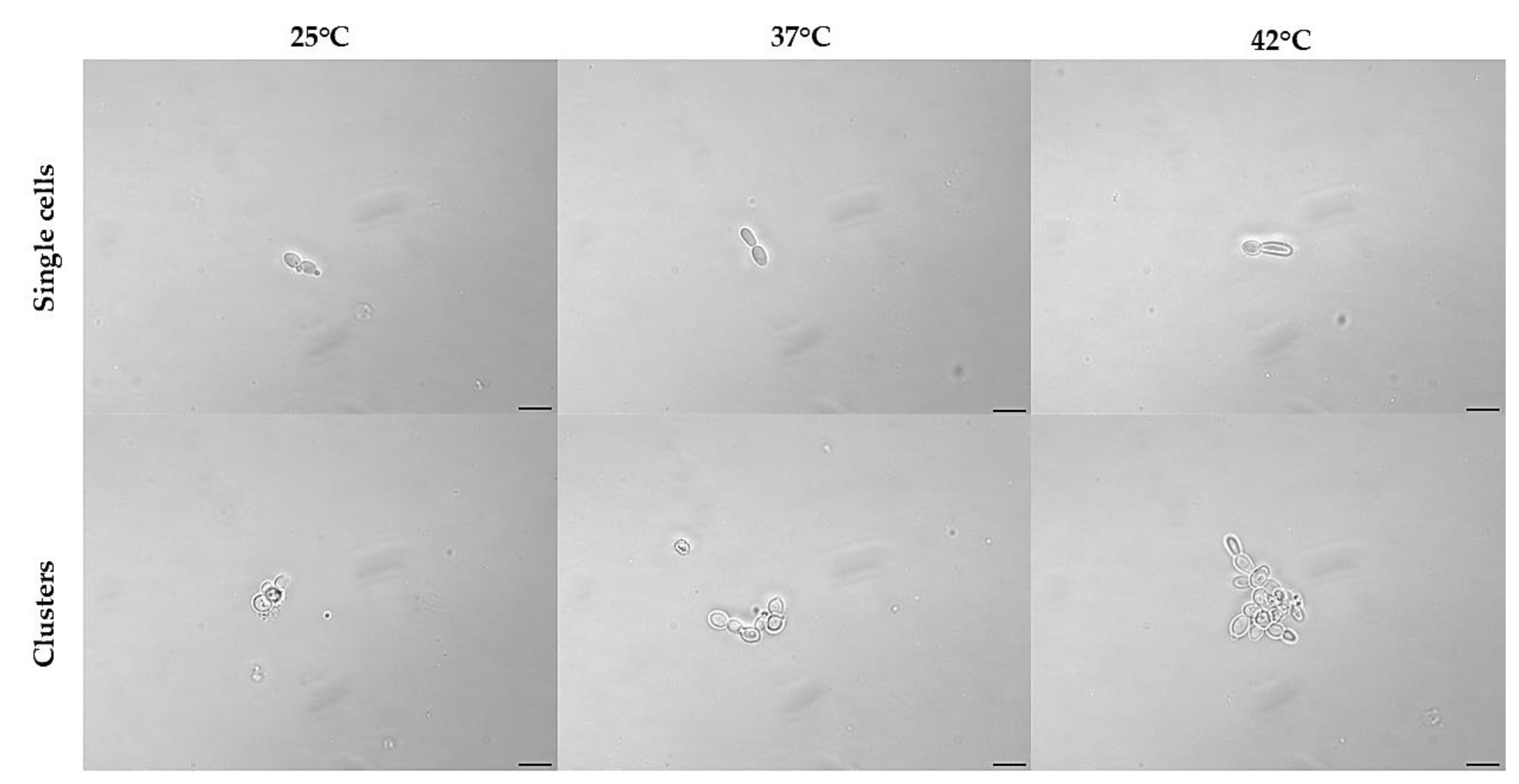 Preprints 168704 g006