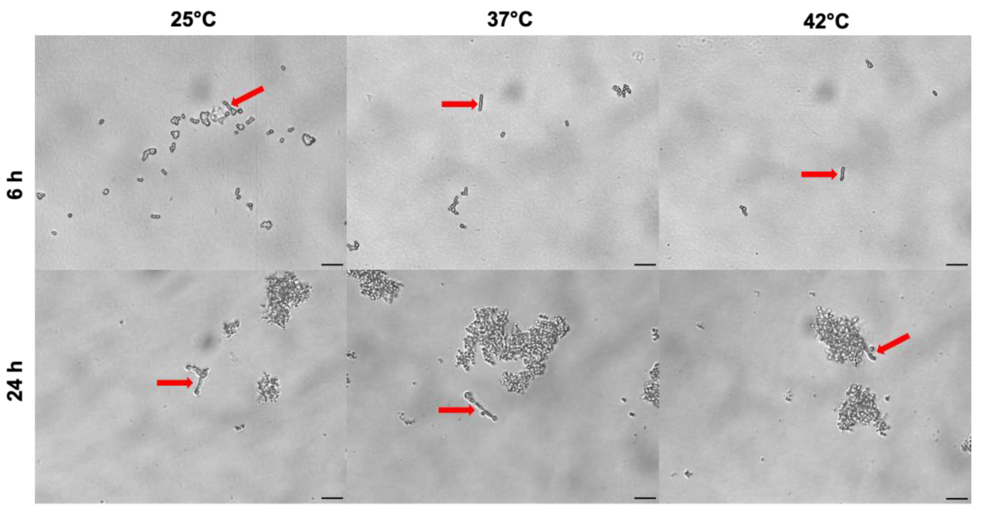 Preprints 168704 g007