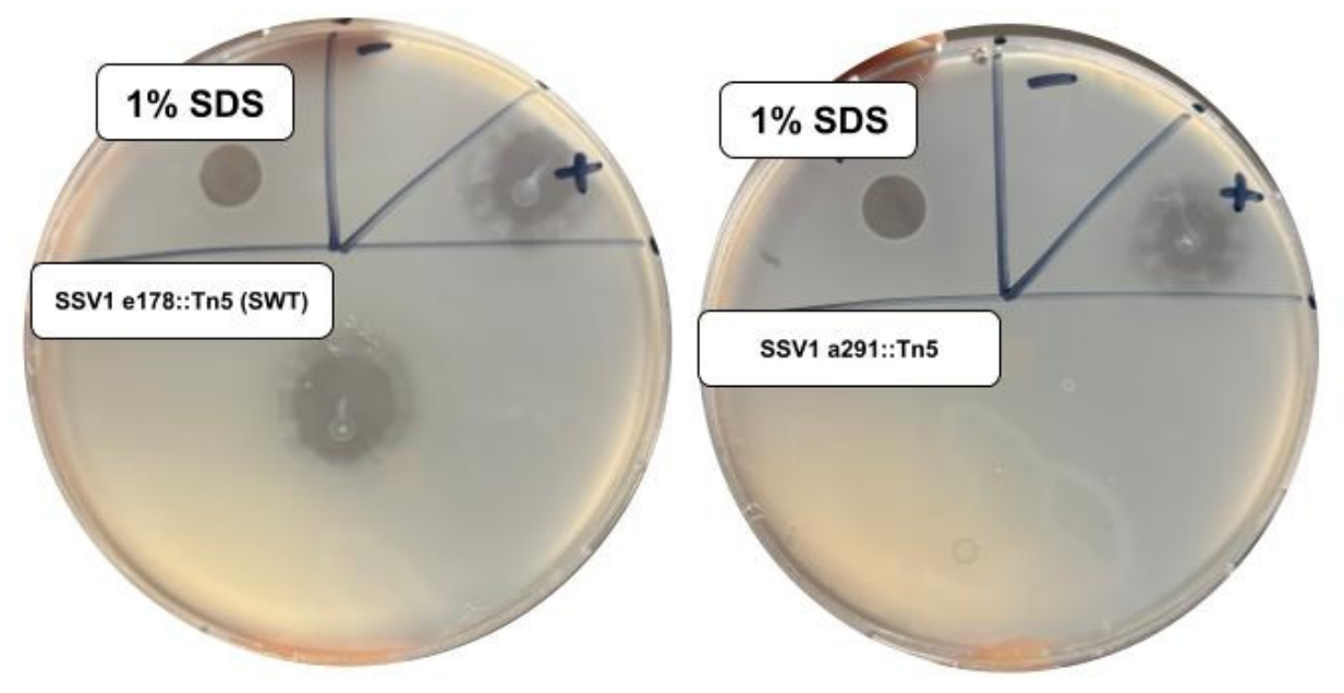 Preprints 216530 g002 Preprints 216530 g002