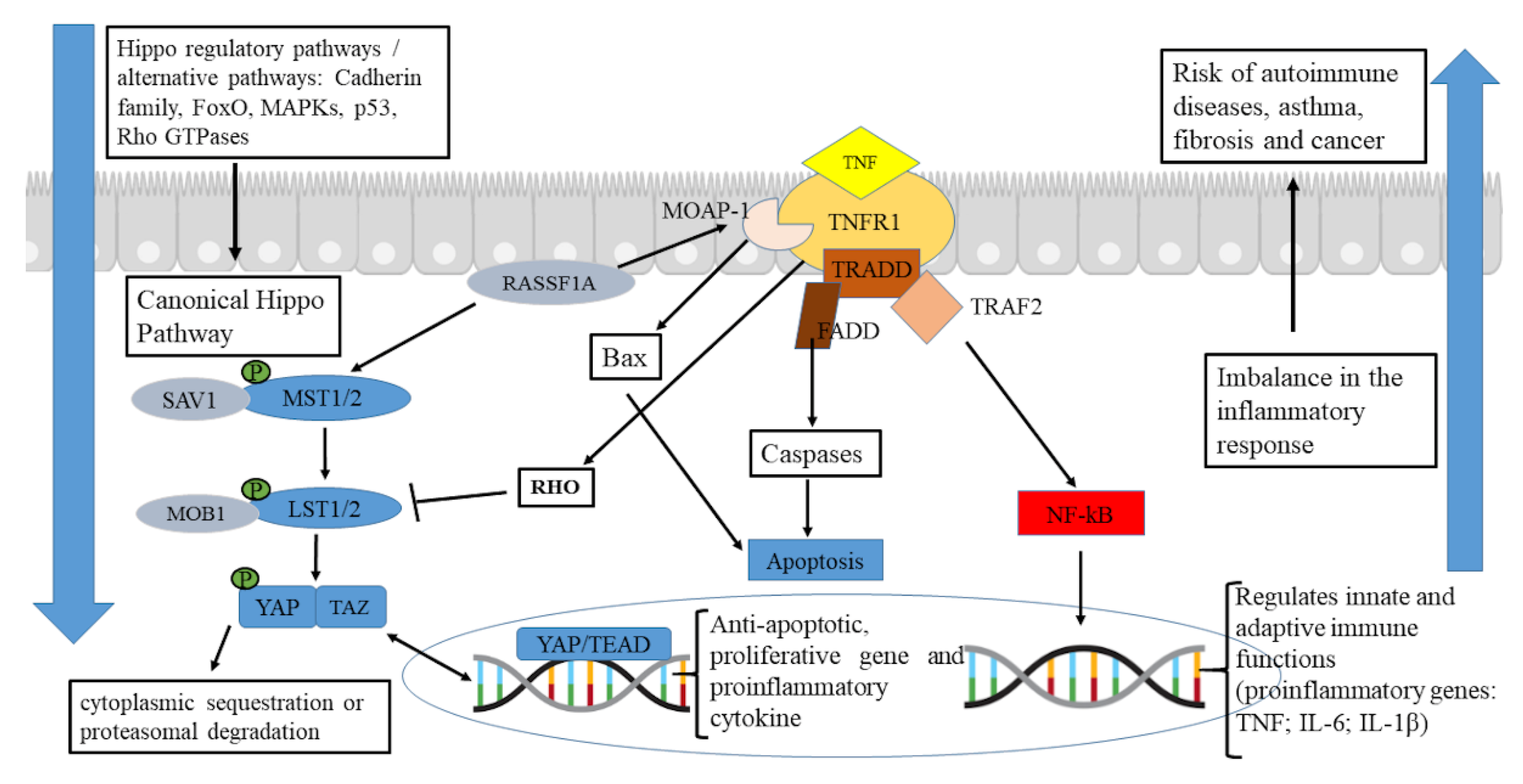 Preprints 159285 g004