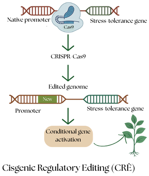 Preprints 159630 i001