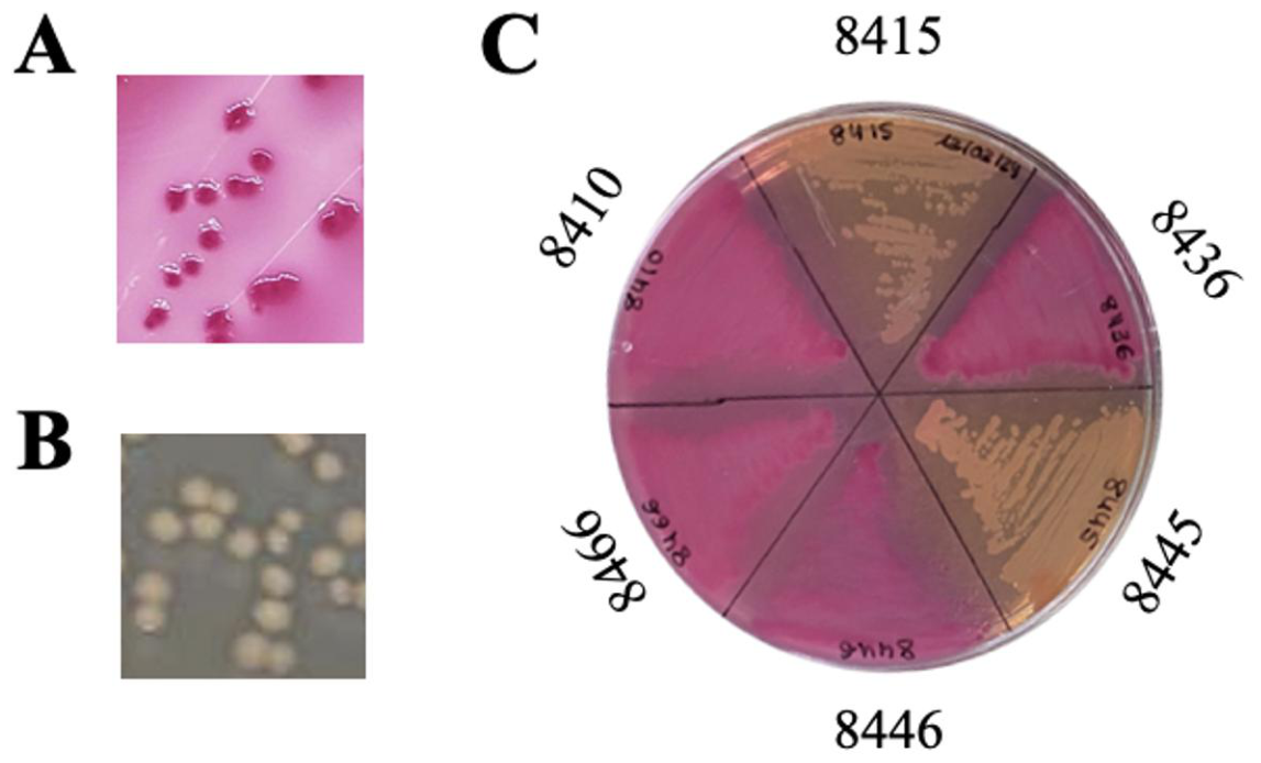 Preprints 232776 g001 Preprints 232776 g001