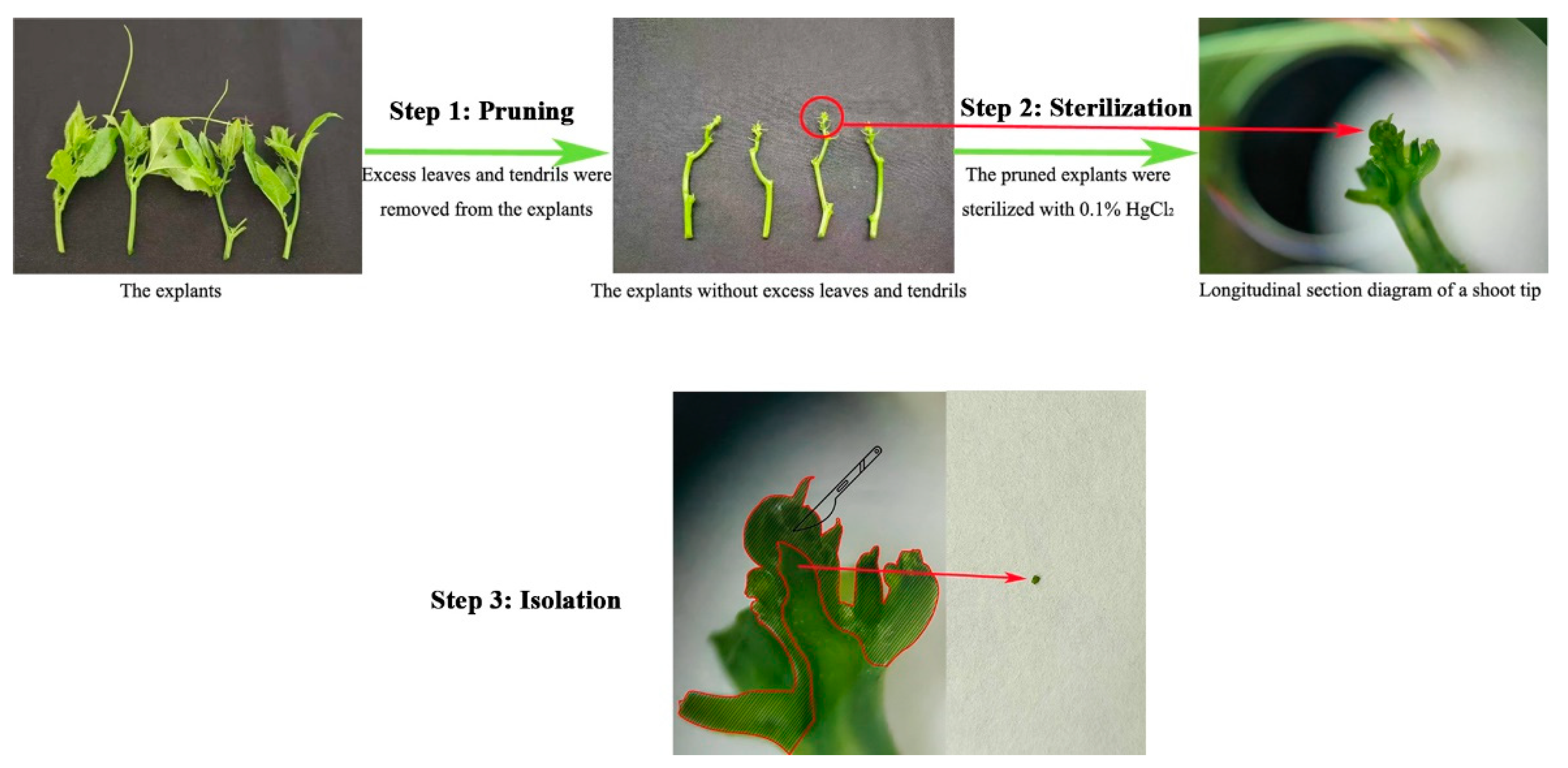 Preprints 227303 g001
