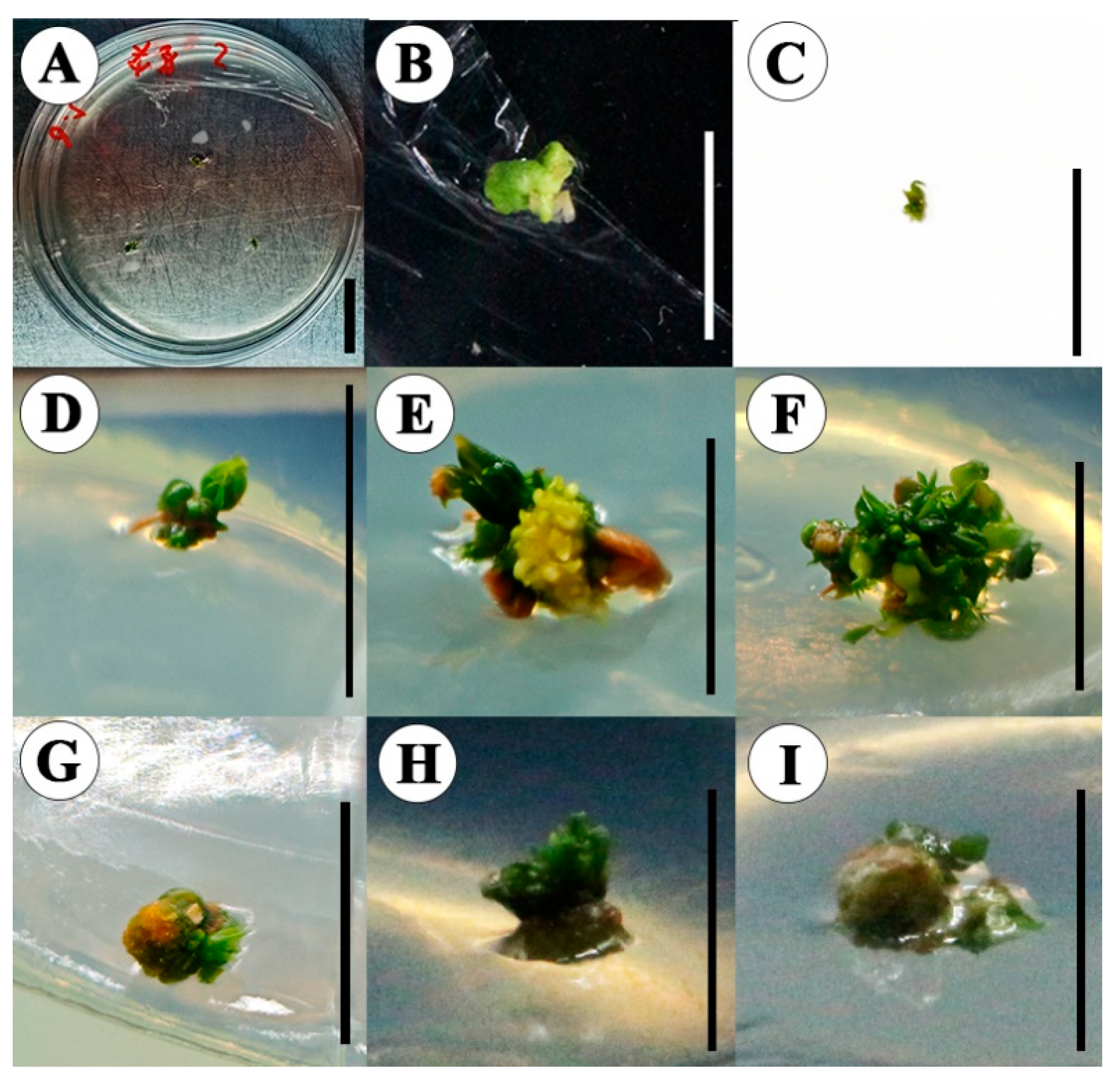 Preprints 227303 g003