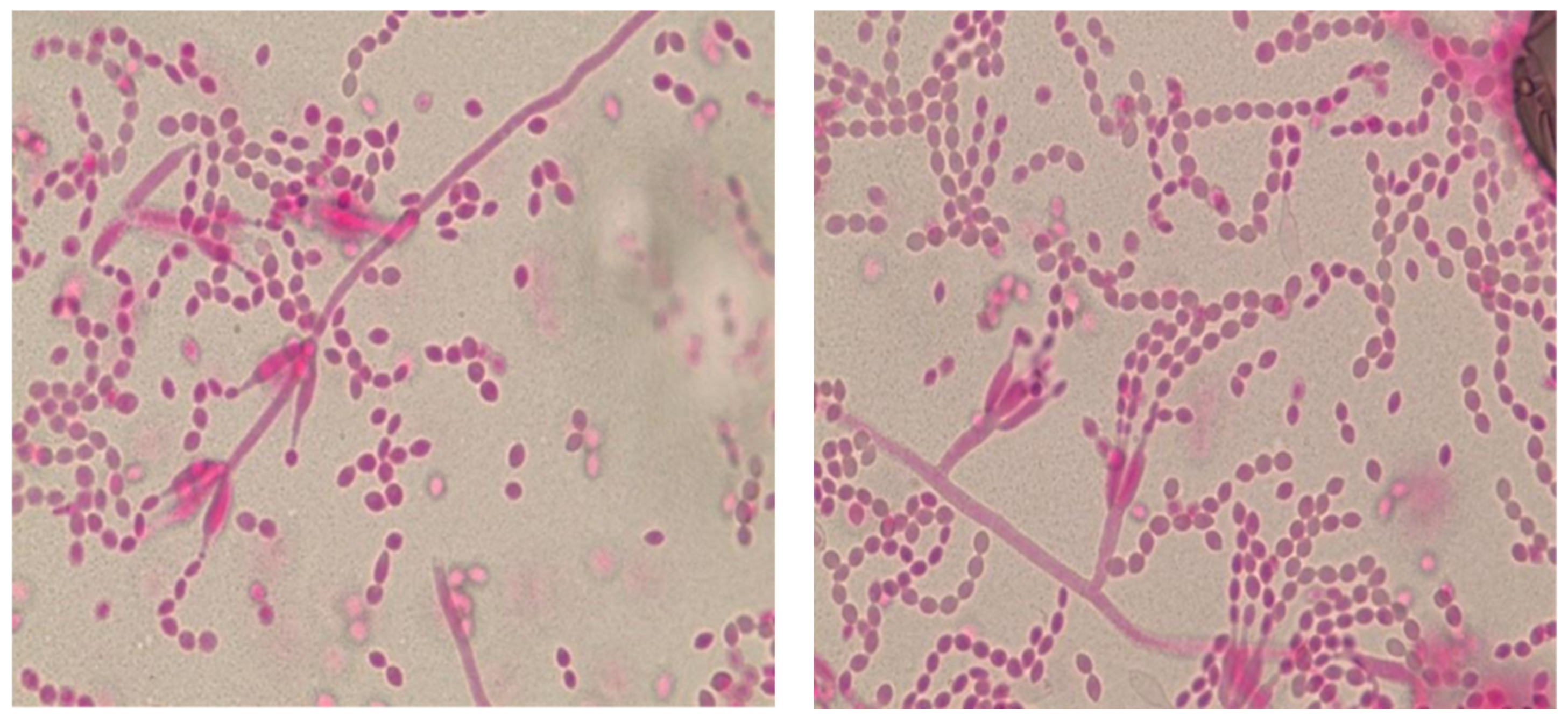 Preprints 179189 g002