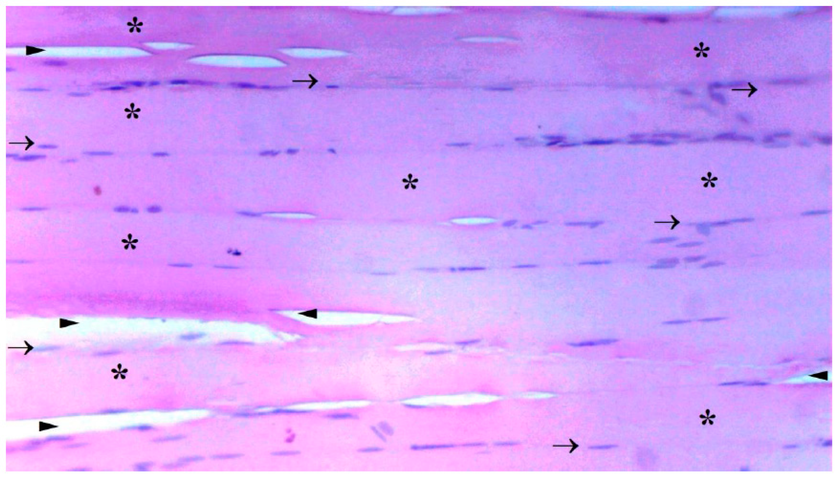 Preprints 102147 g001