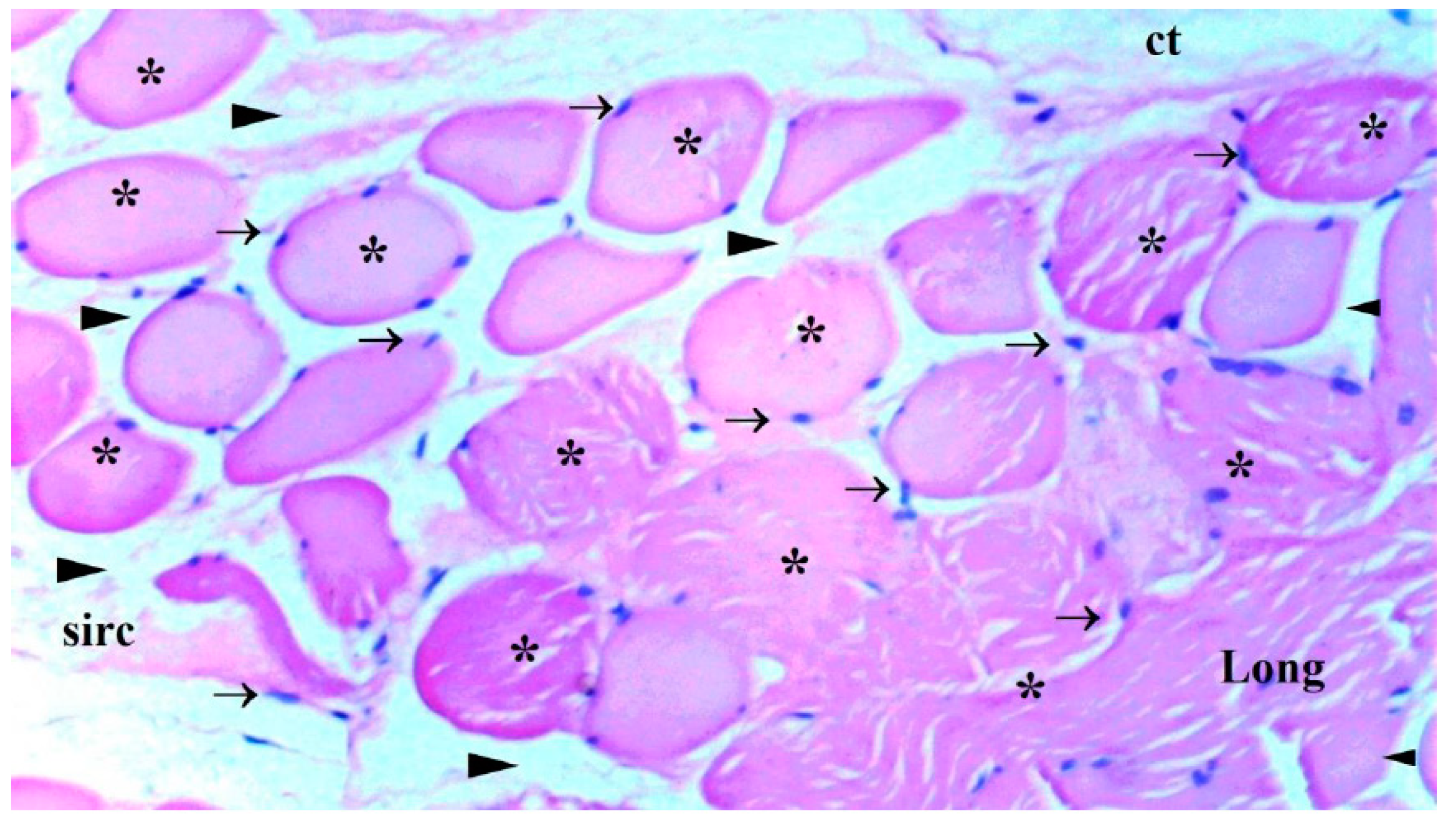 Preprints 102147 g006