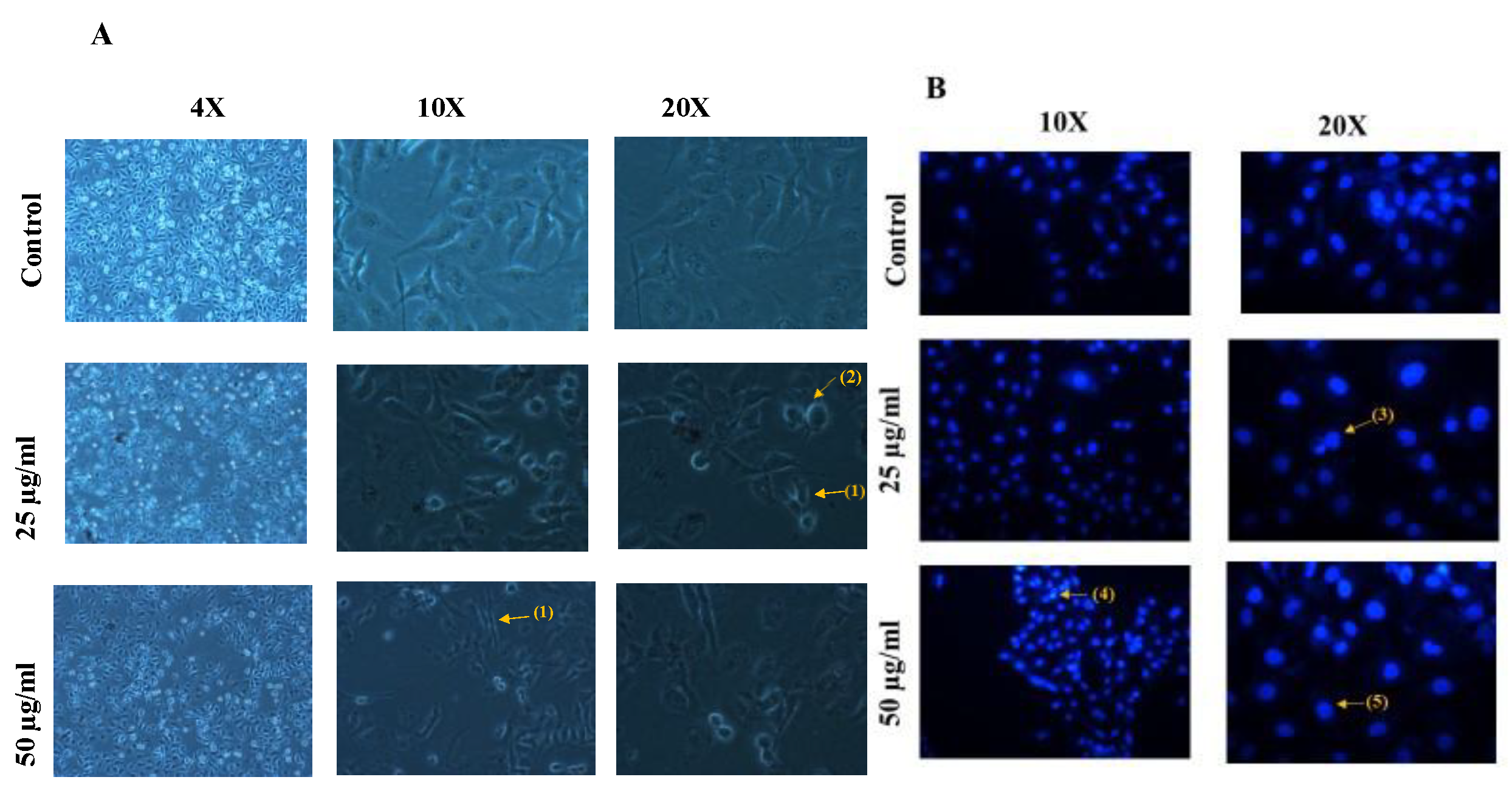 Preprints 171067 g011