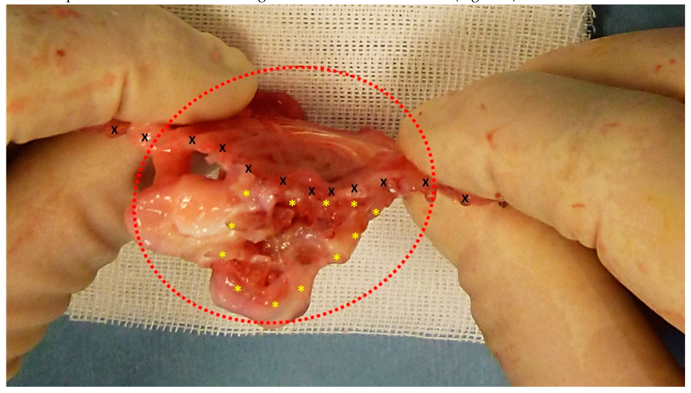 Preprints 141535 g002
