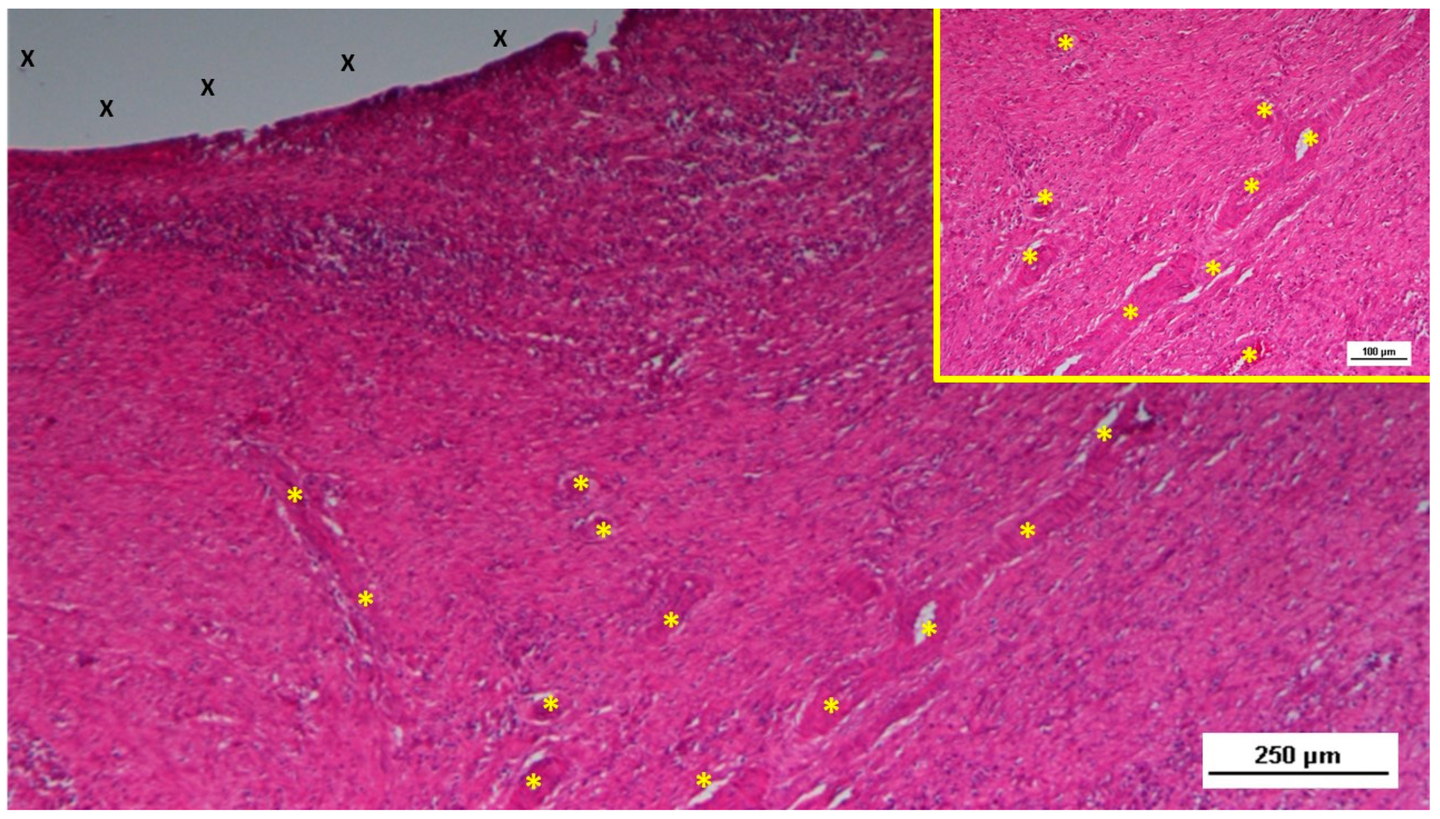 Preprints 141535 g003