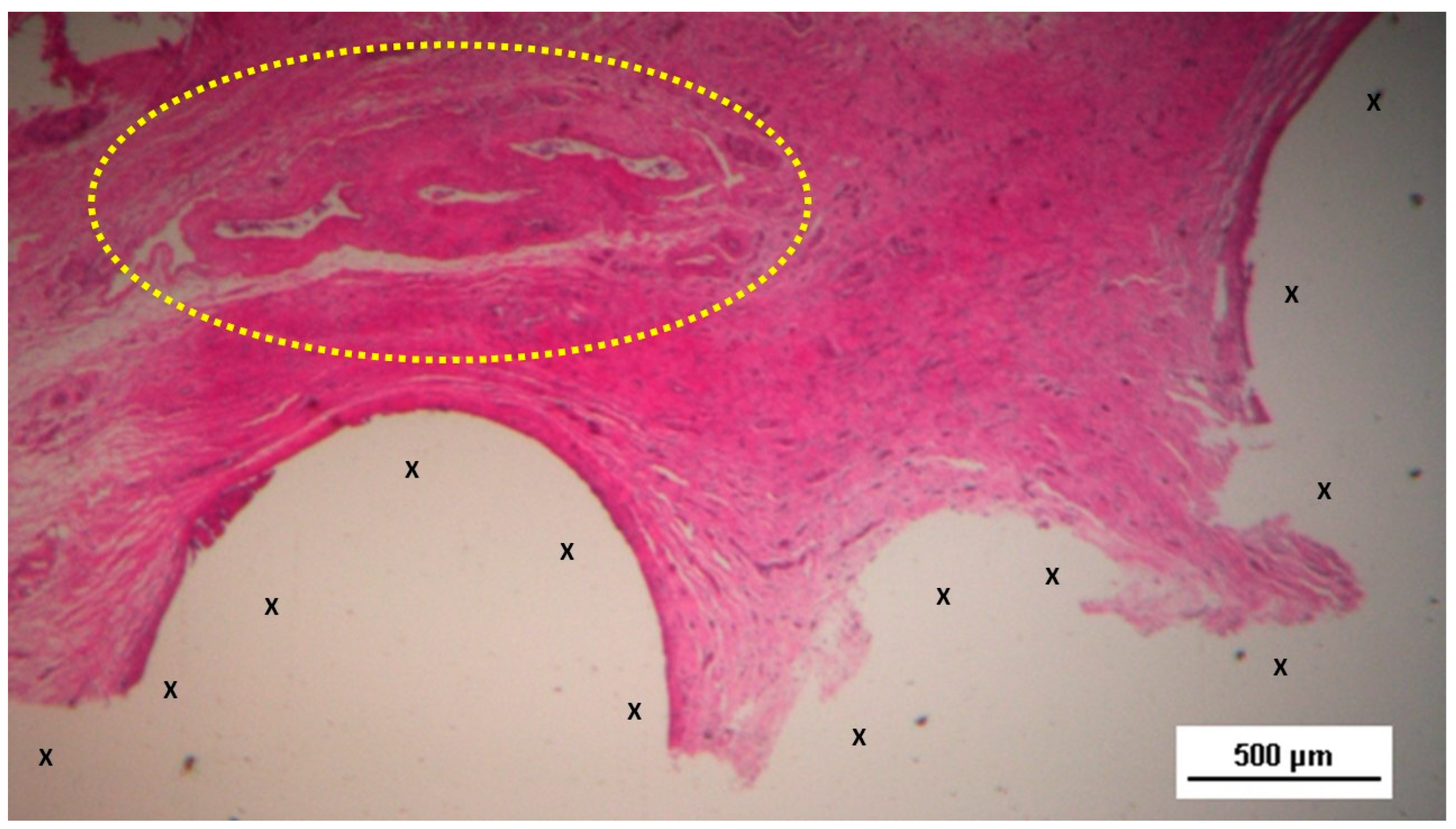 Preprints 141535 g005