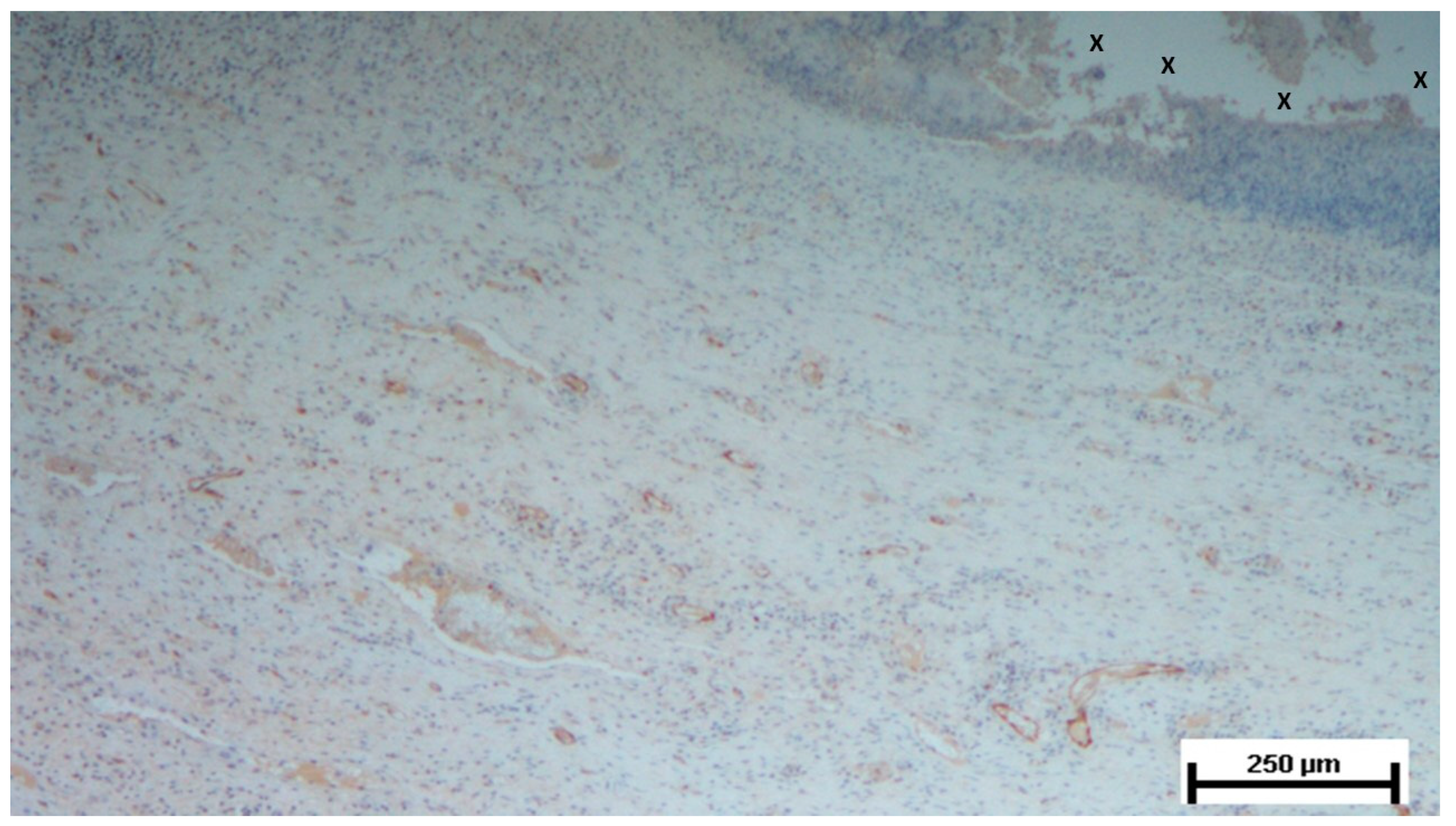 Preprints 141535 g006