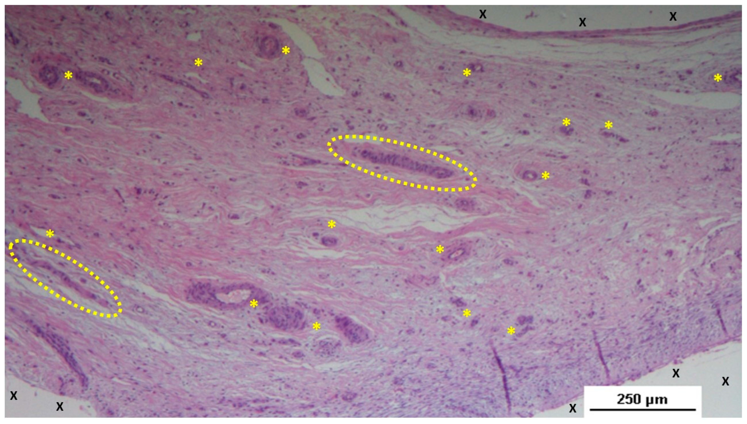 Preprints 141535 g007