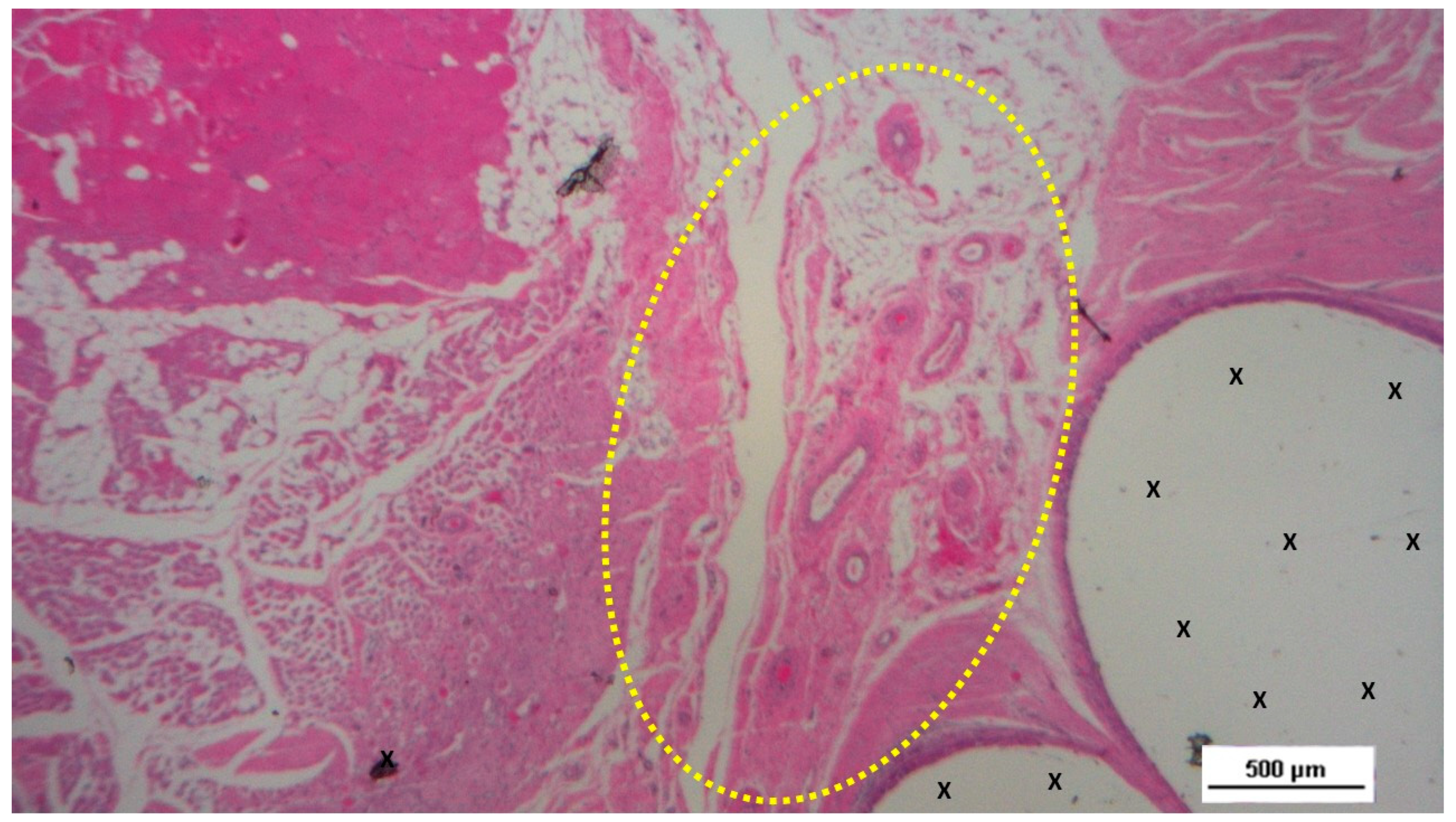 Preprints 141535 g009