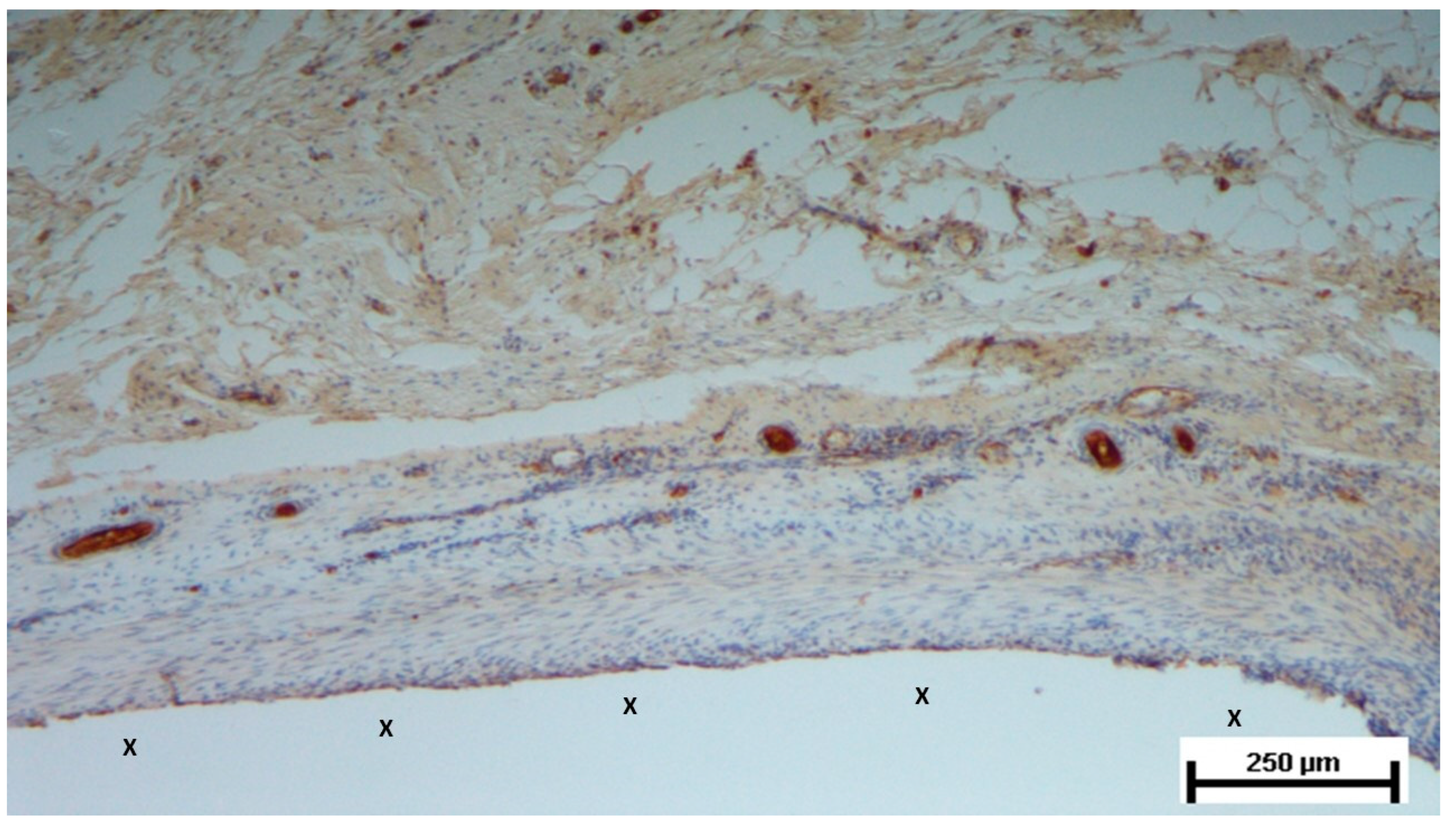 Preprints 141535 g010