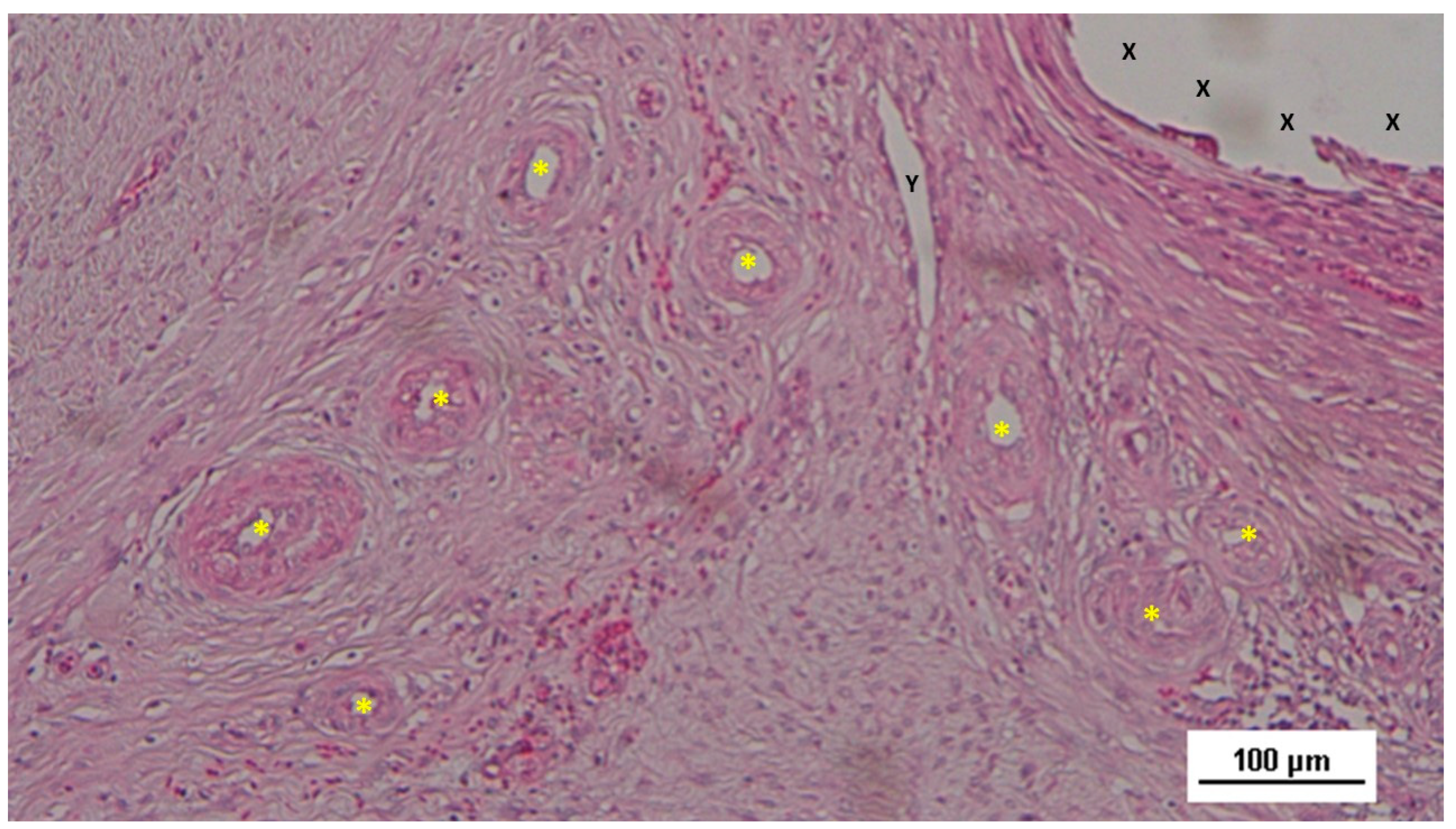 Preprints 141535 g012