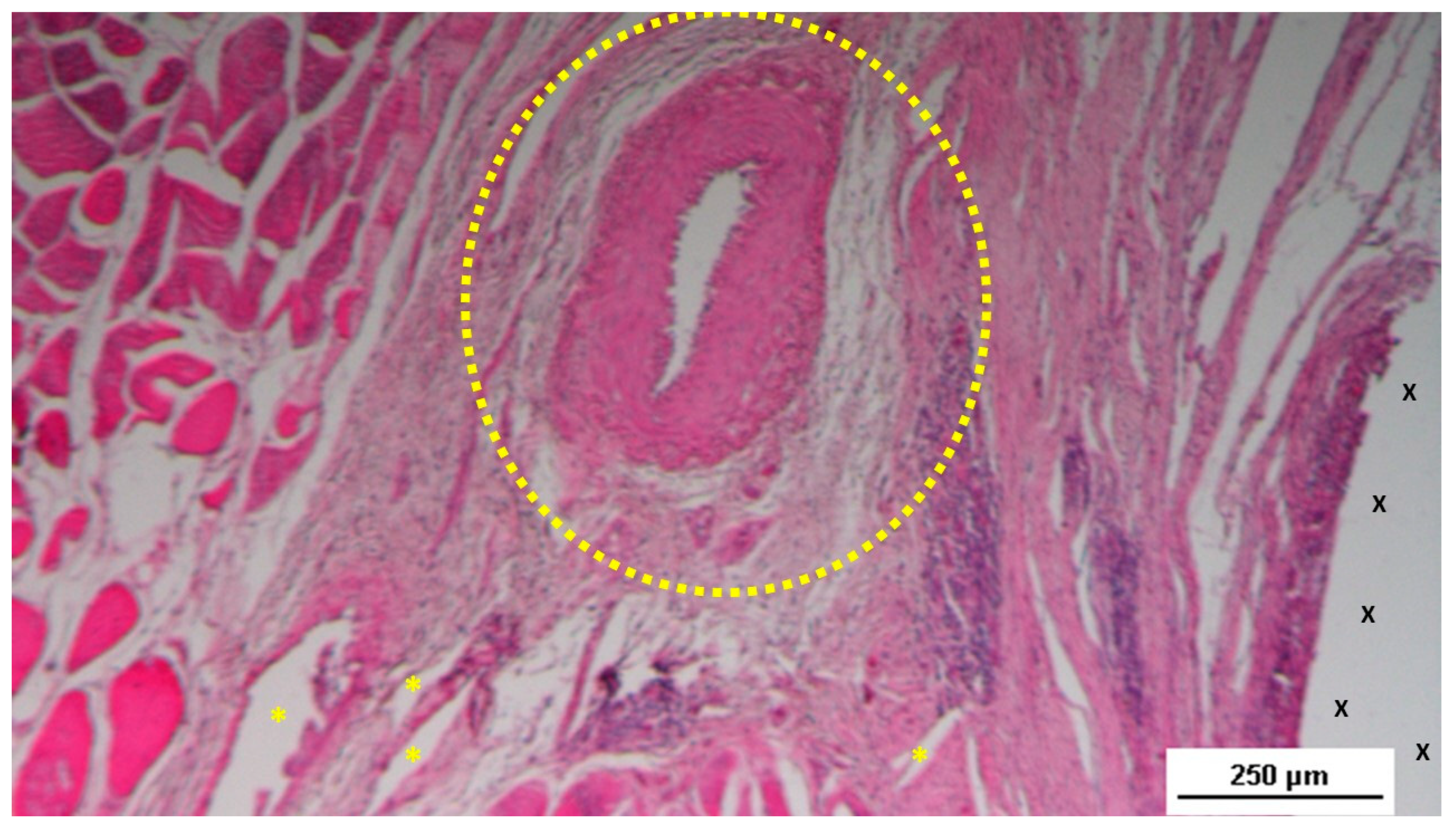 Preprints 141535 g013