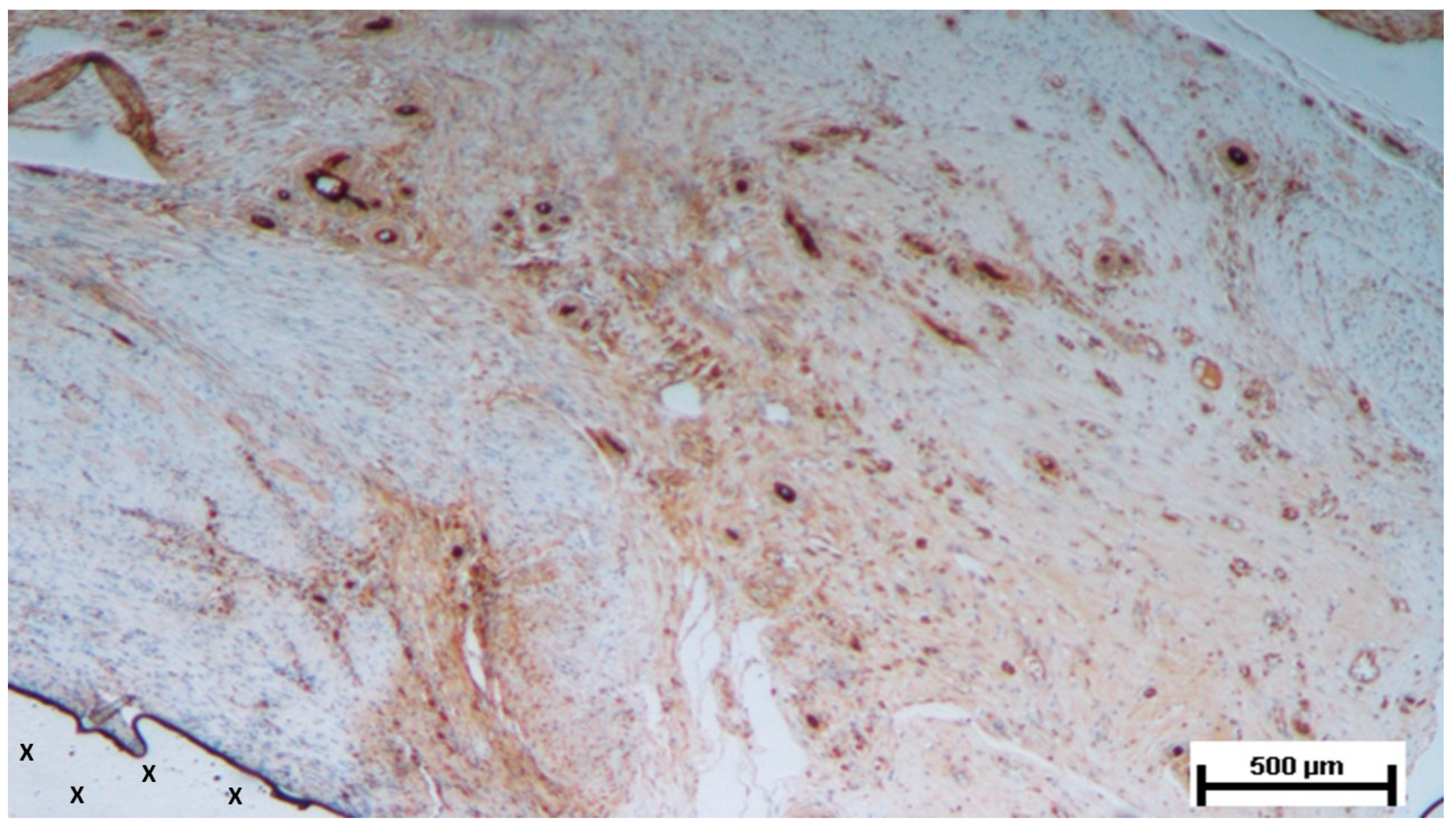 Preprints 141535 g015