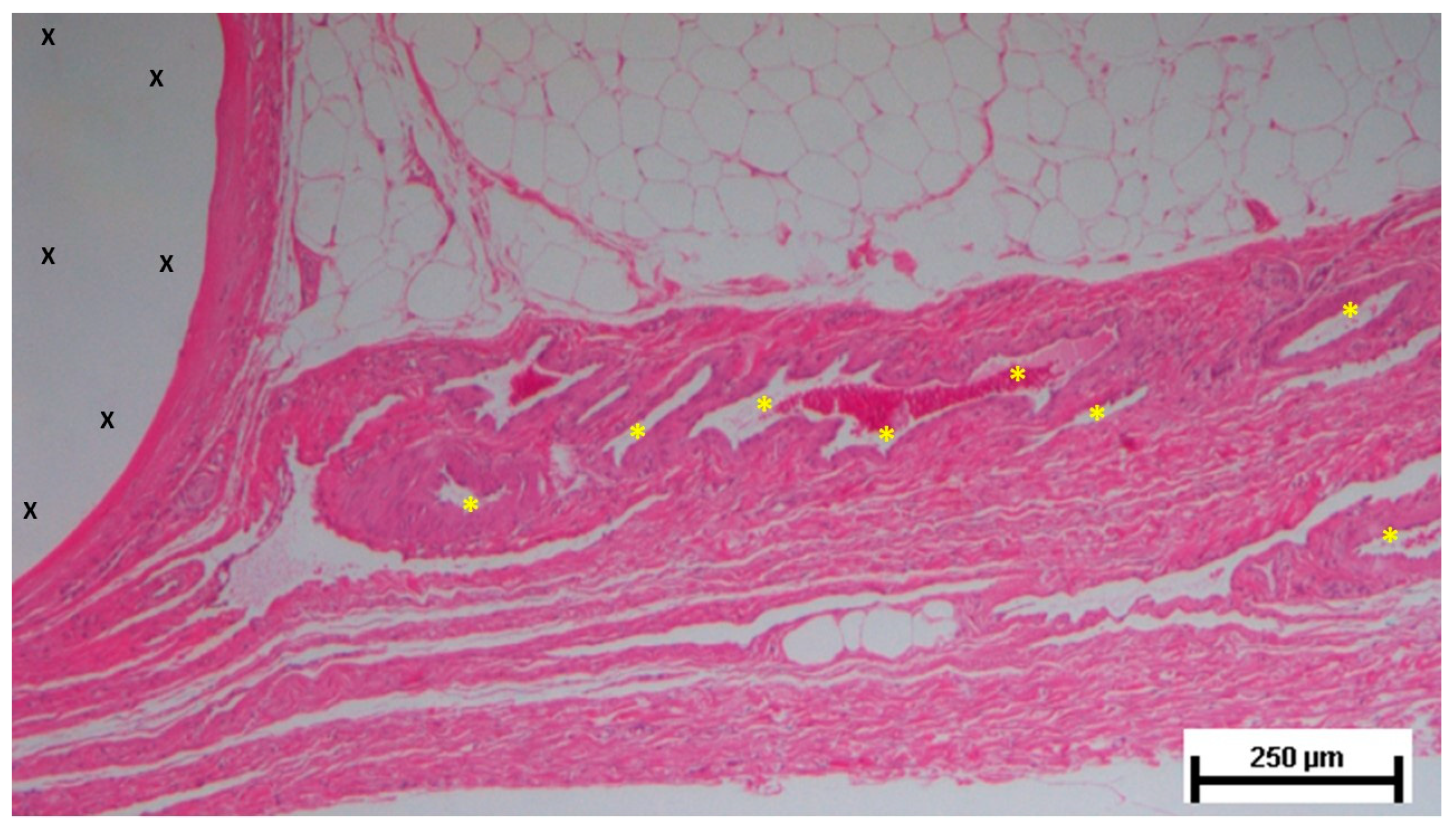 Preprints 141535 g017