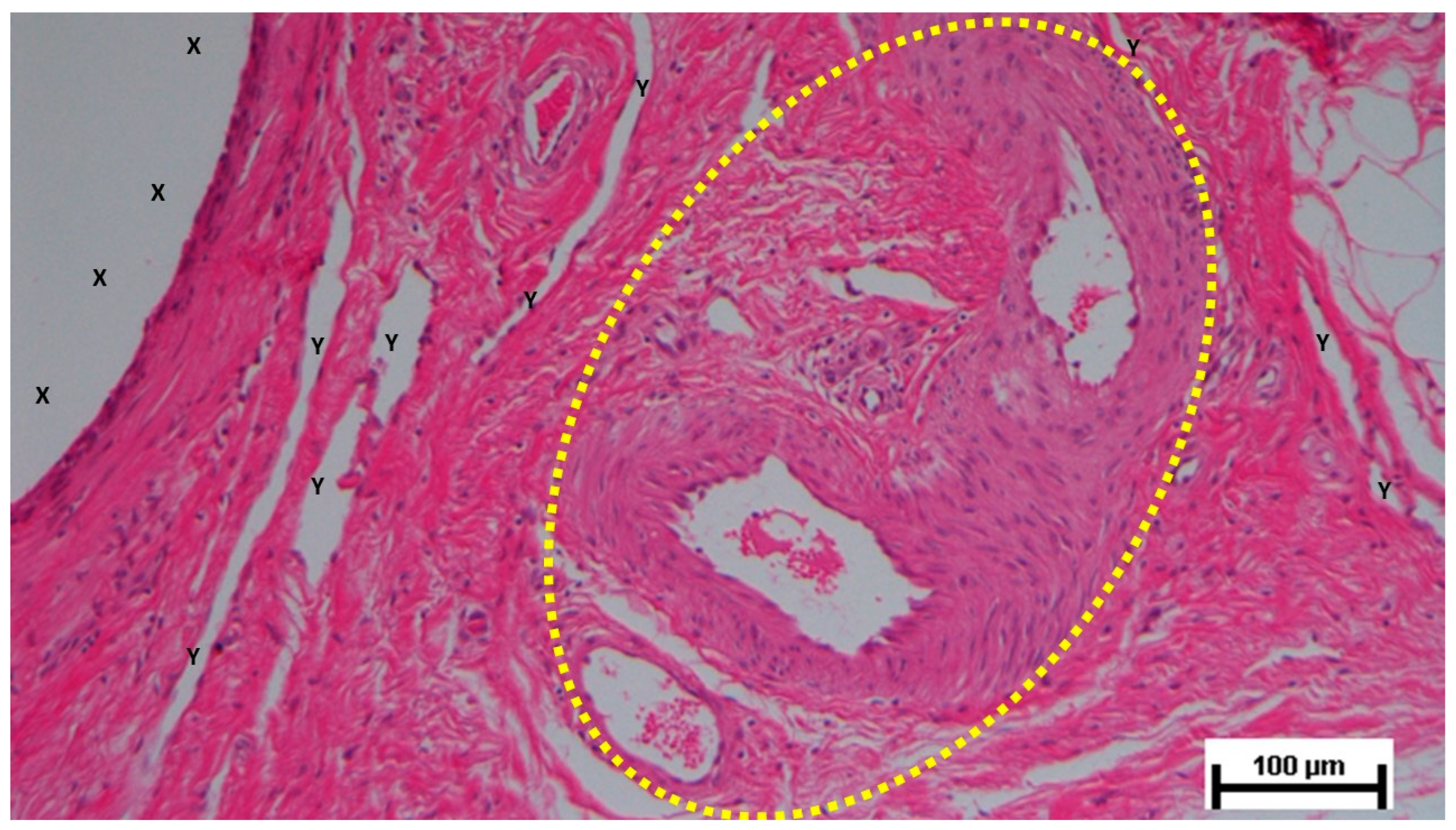 Preprints 141535 g018