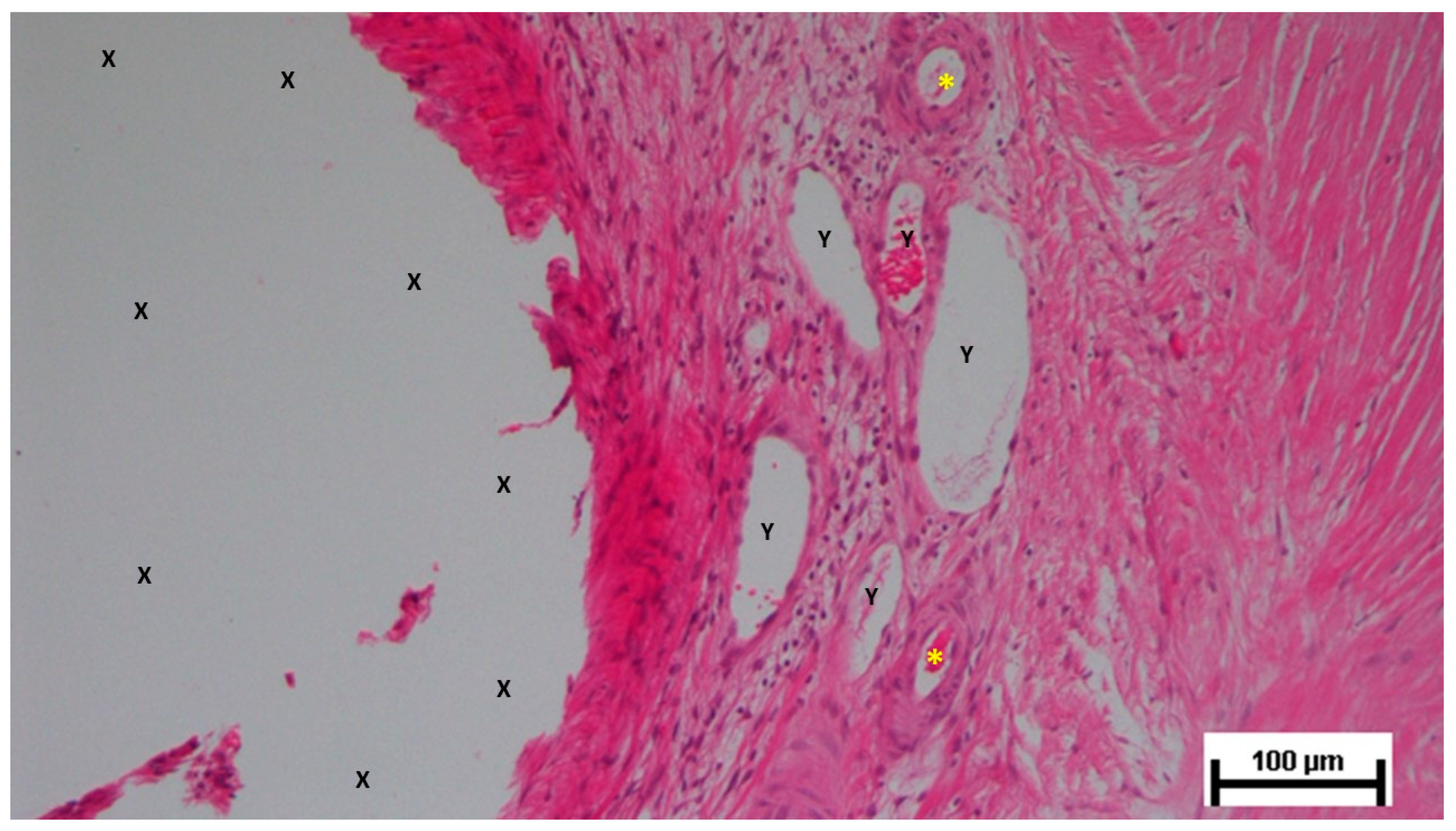 Preprints 141535 g019