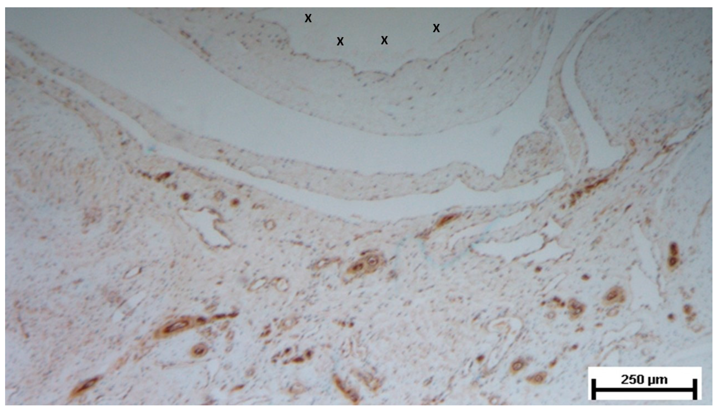Preprints 141535 g020