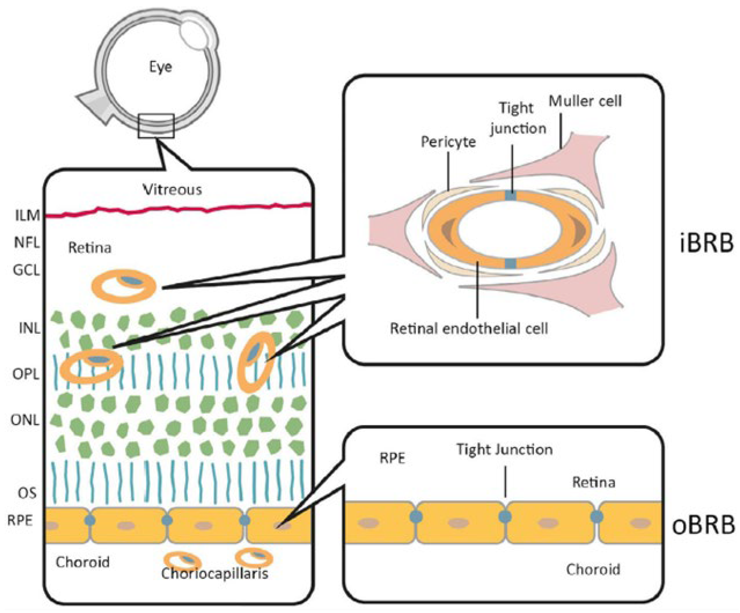 Preprints 149761 g002