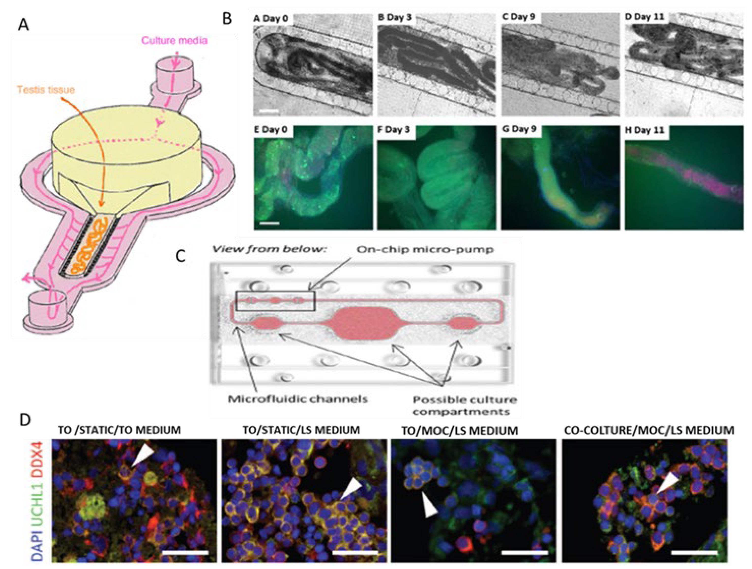 Preprints 149761 g008