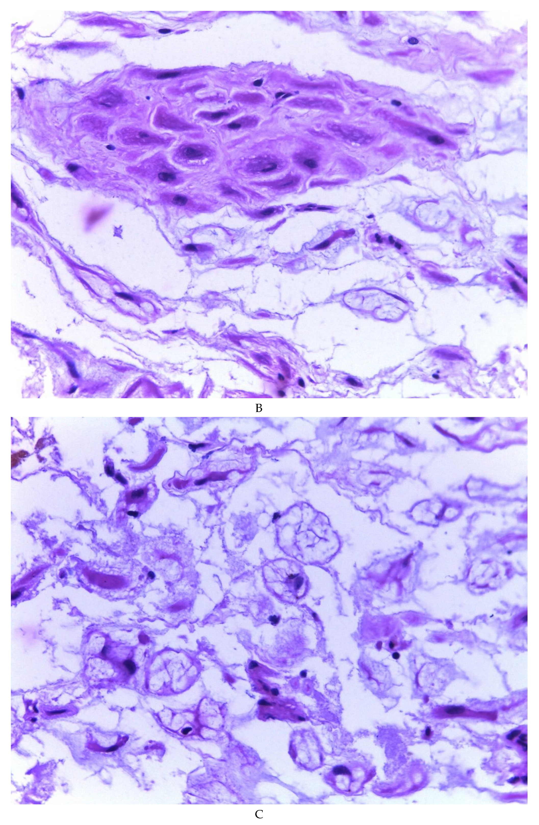 Preprints 81734 g003b