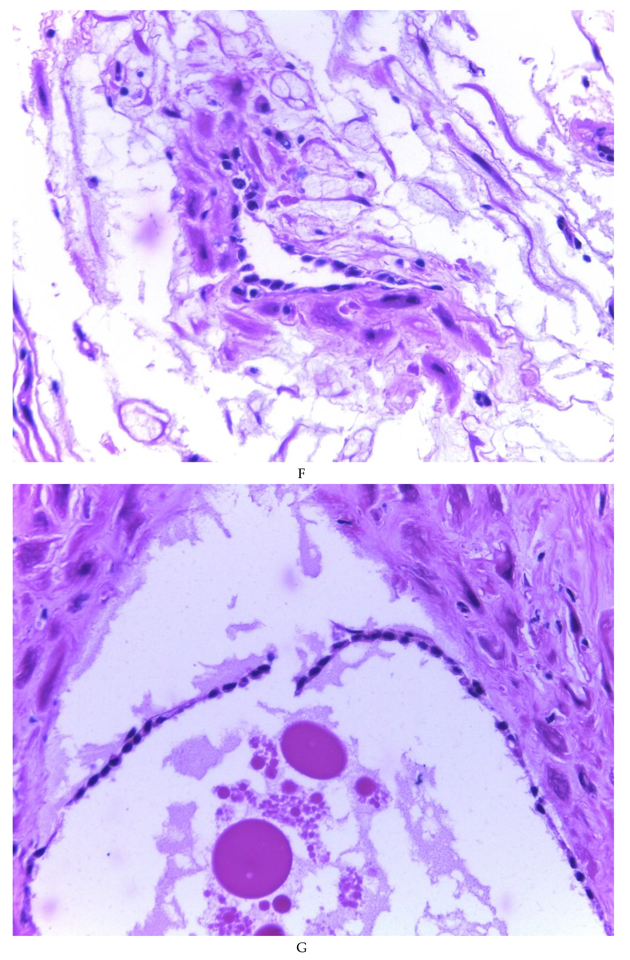 Preprints 81734 g003d