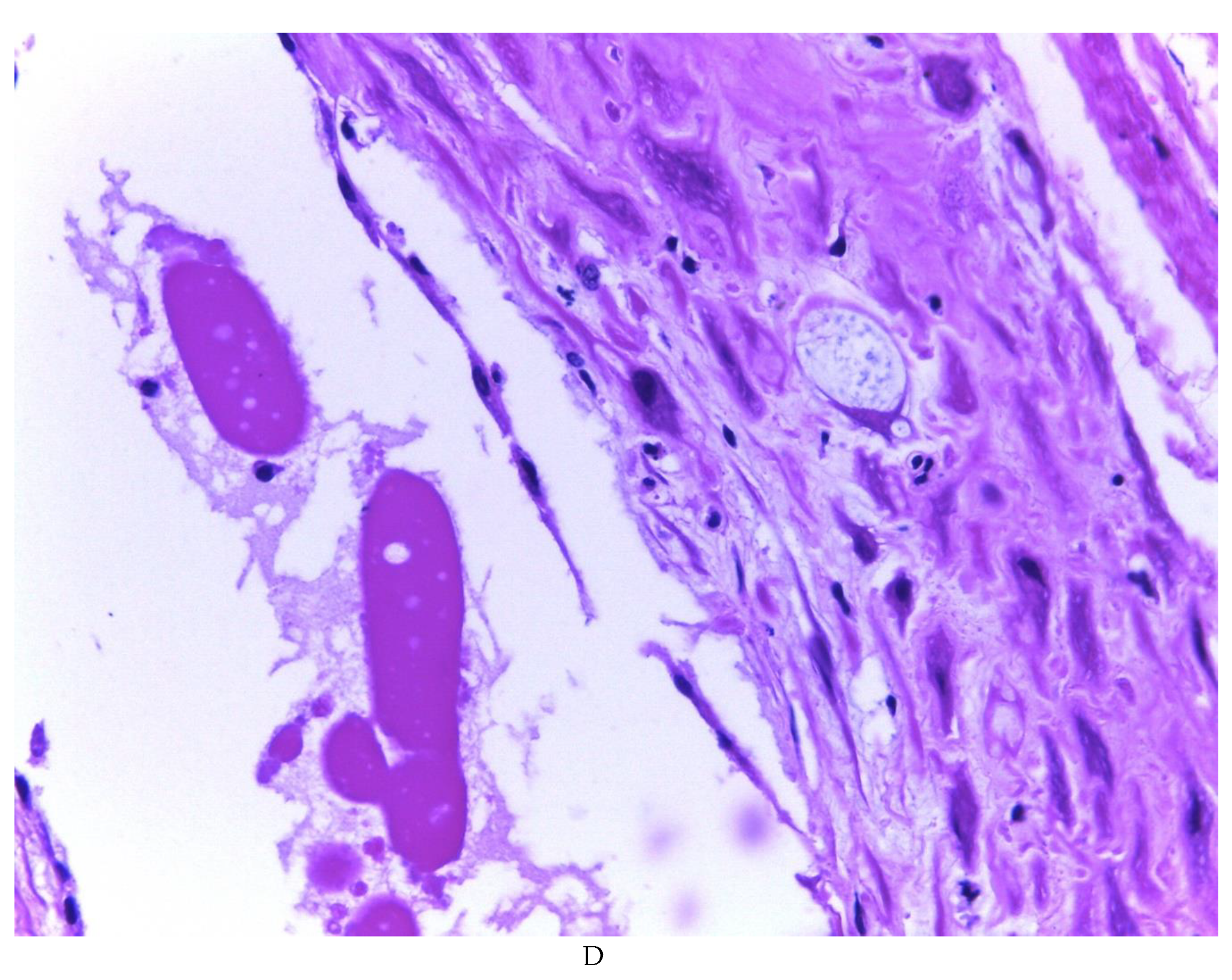 Preprints 81734 g004c