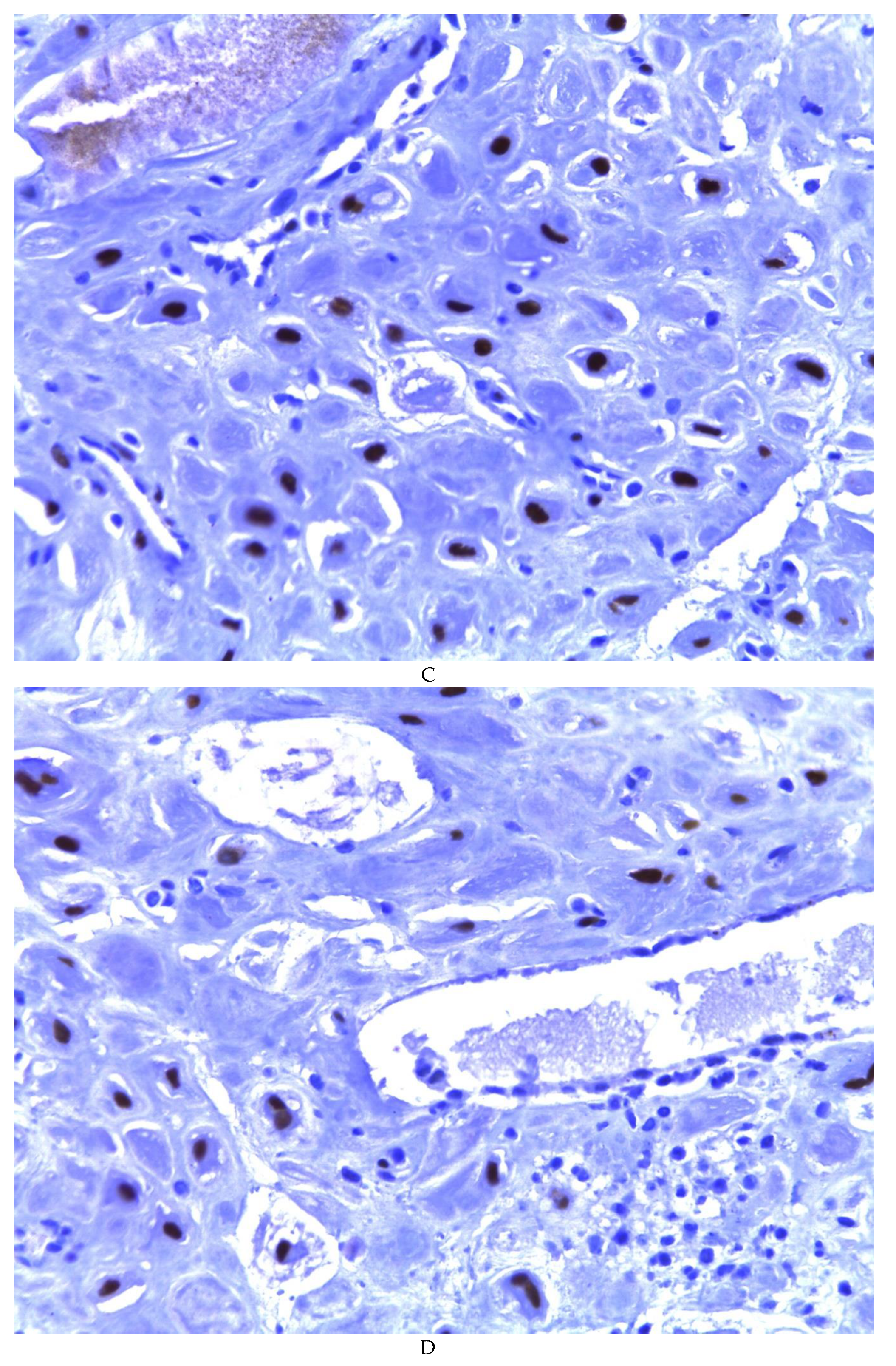 Preprints 81734 g005b