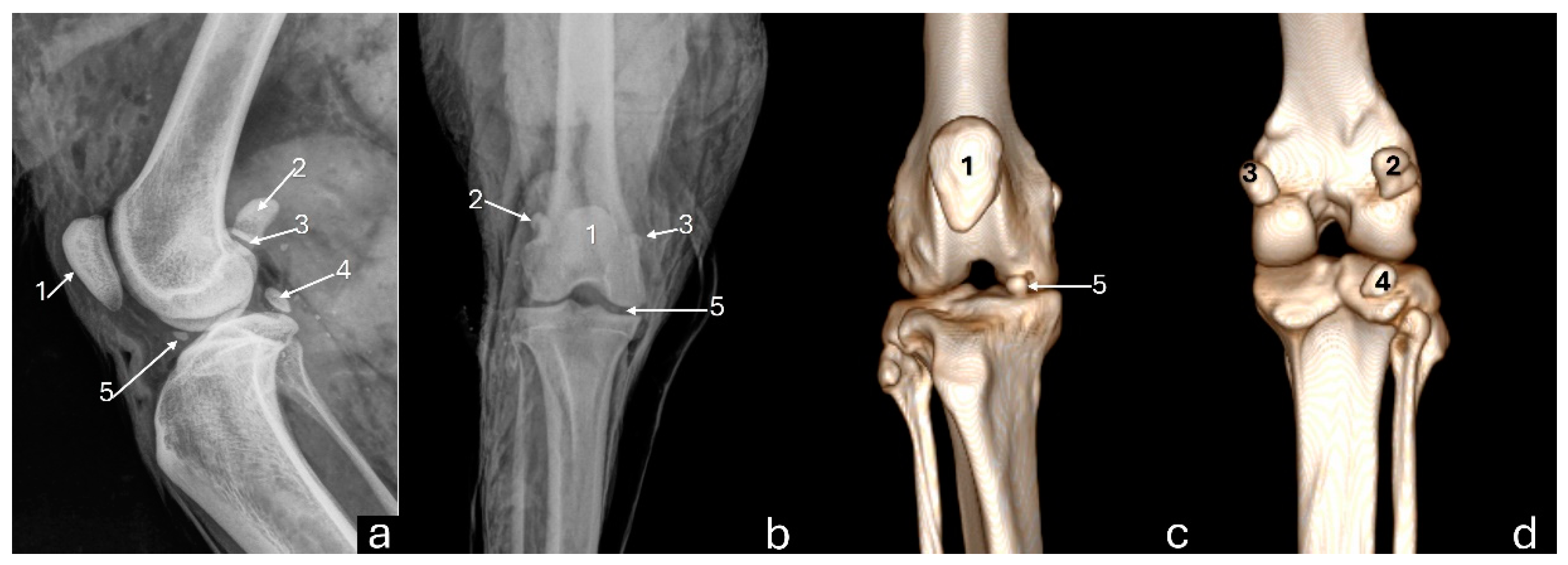 Preprints 140304 g002