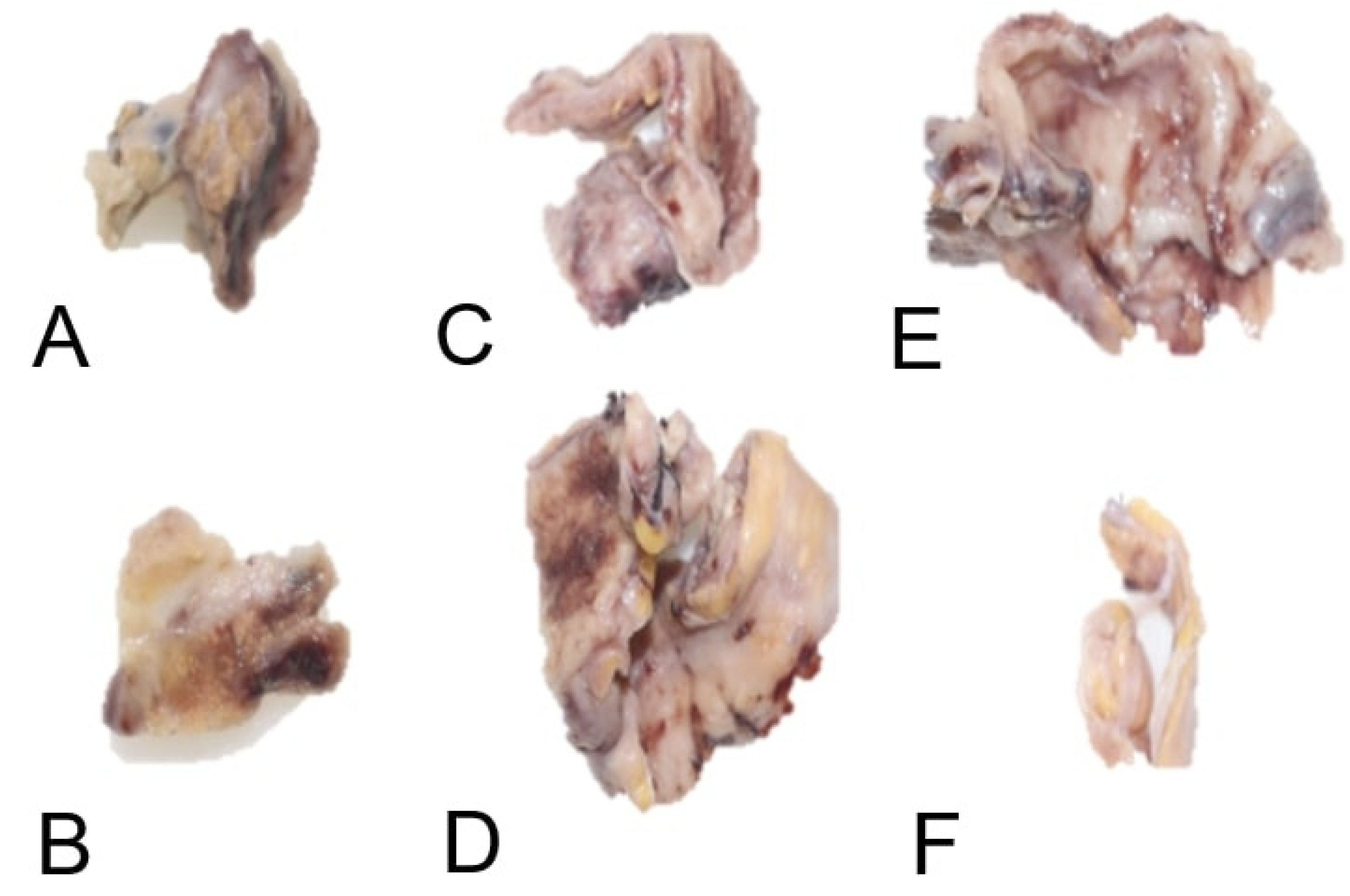 Preprints 172254 g004
