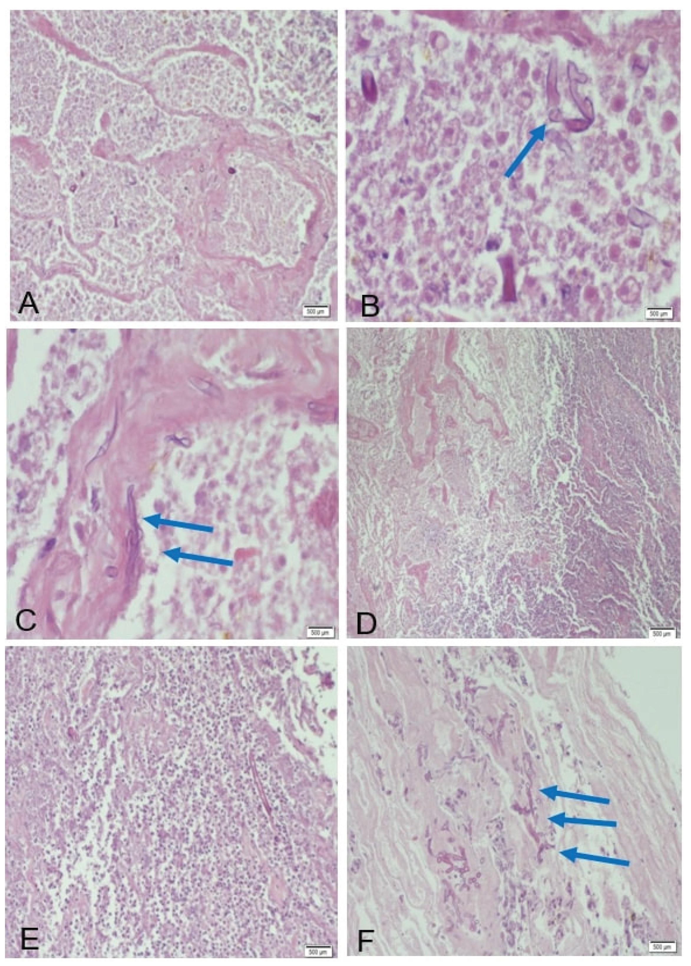 Preprints 172254 g005